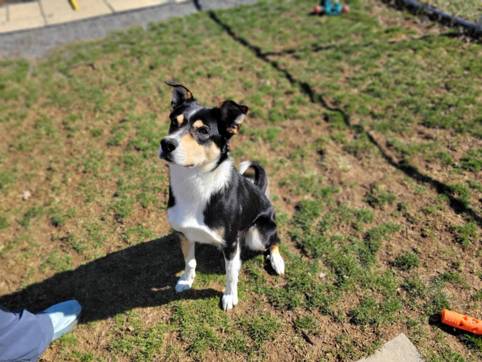 Enlarge Gru/ Samson, an adopted mixed breed in Chambersburg, PA image 2/2