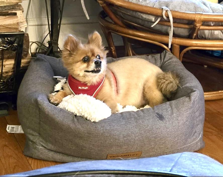 Enlarge Harvey, a Adopted Pomeranian in Merchantville, NJ image 1/4