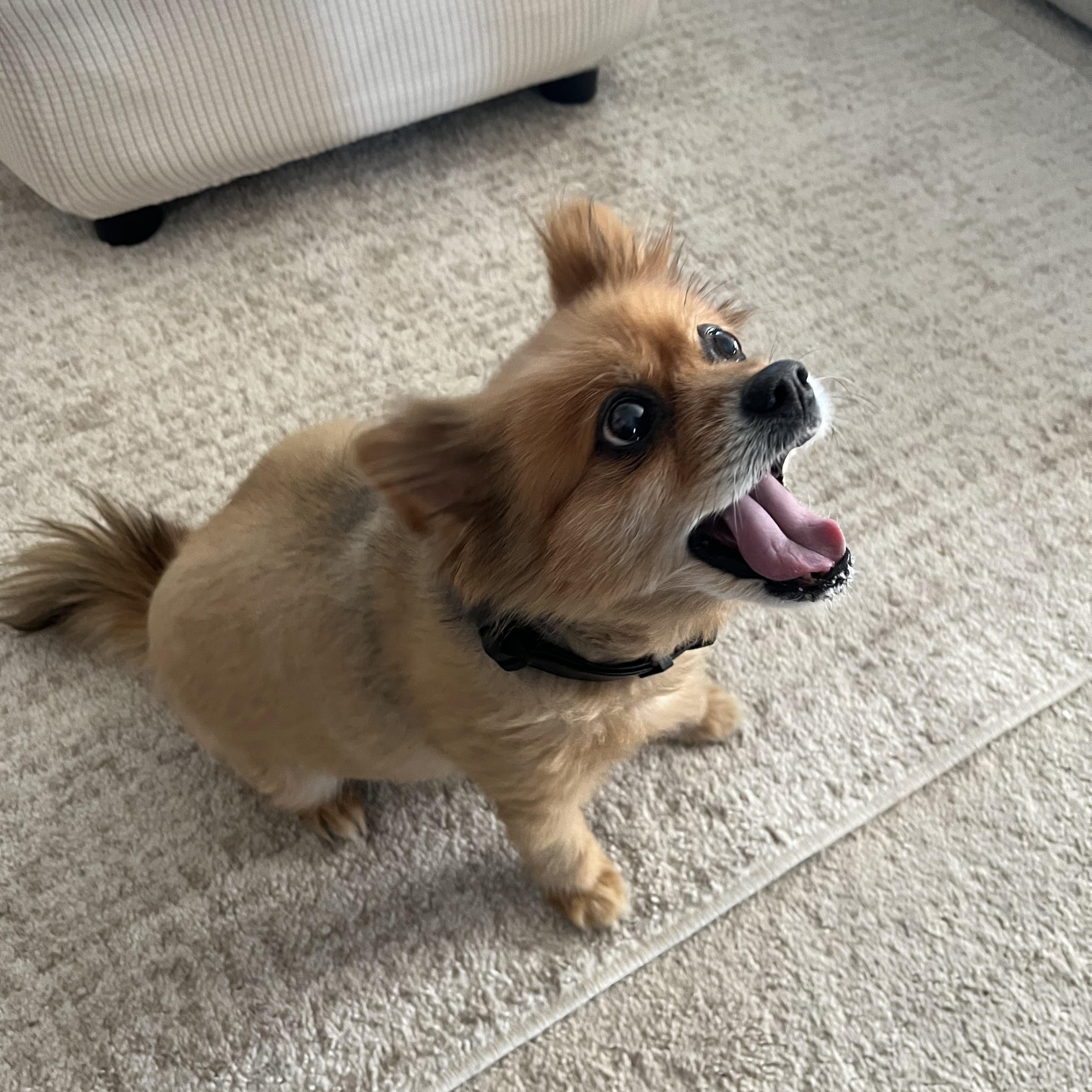 Enlarge Harvey, a Adopted Pomeranian in Merchantville, NJ image 2/4