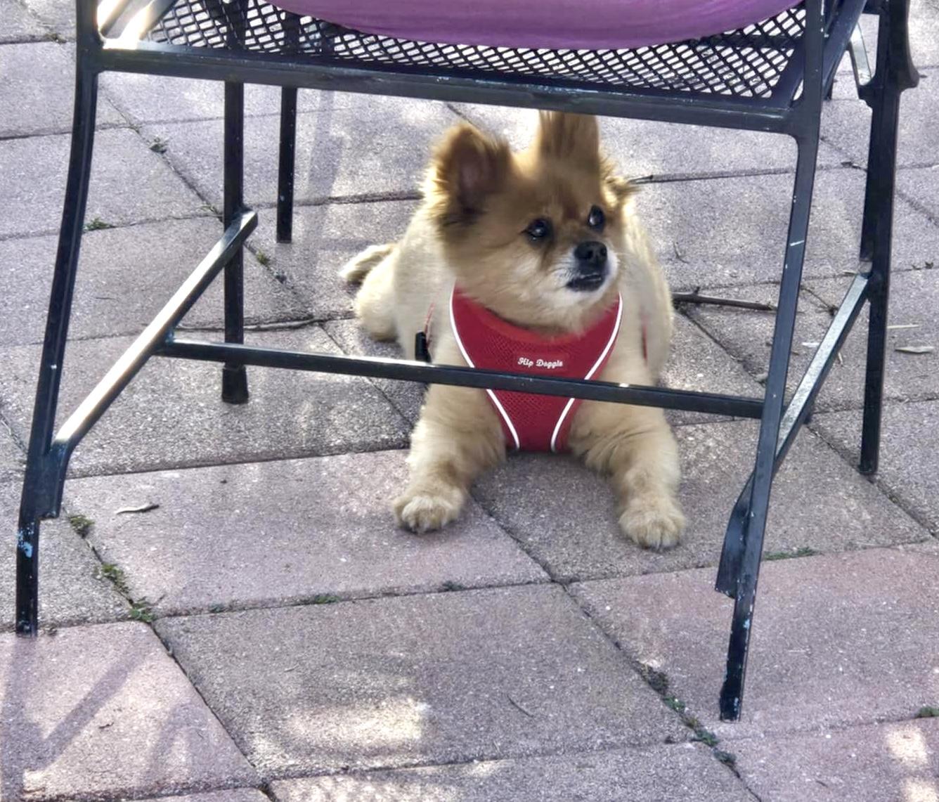Enlarge Harvey, a Adopted Pomeranian in Merchantville, NJ image 3/4