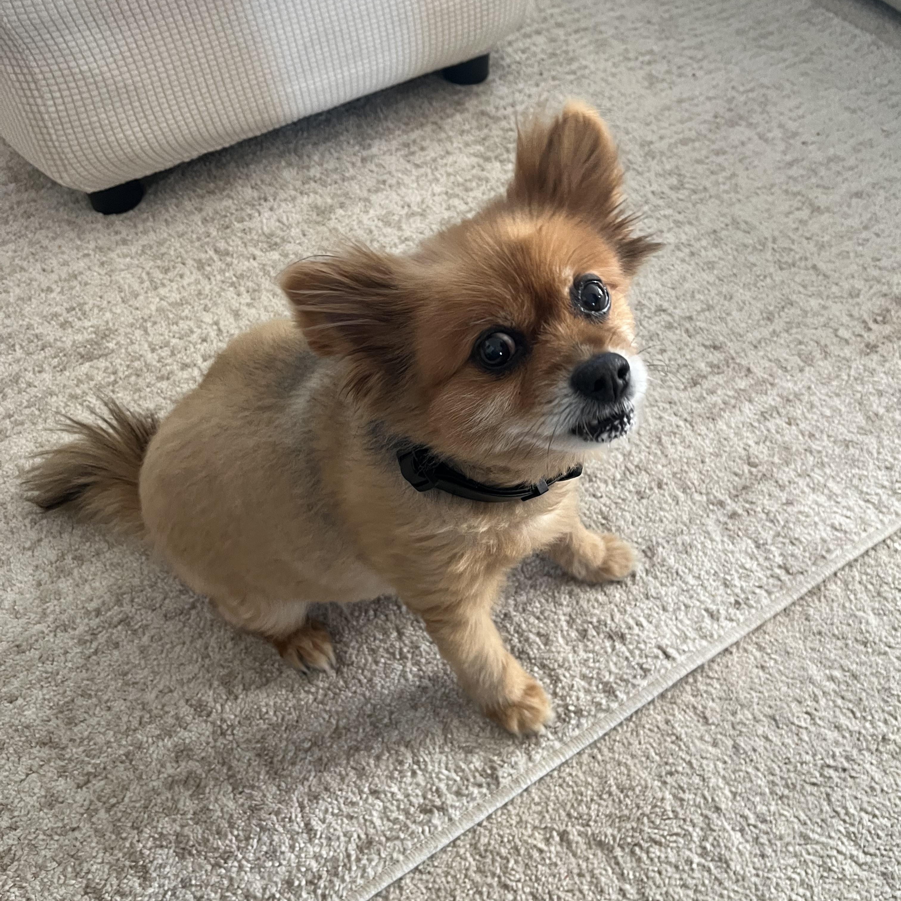 Enlarge Harvey, a Adopted Pomeranian in Merchantville, NJ image 4/4