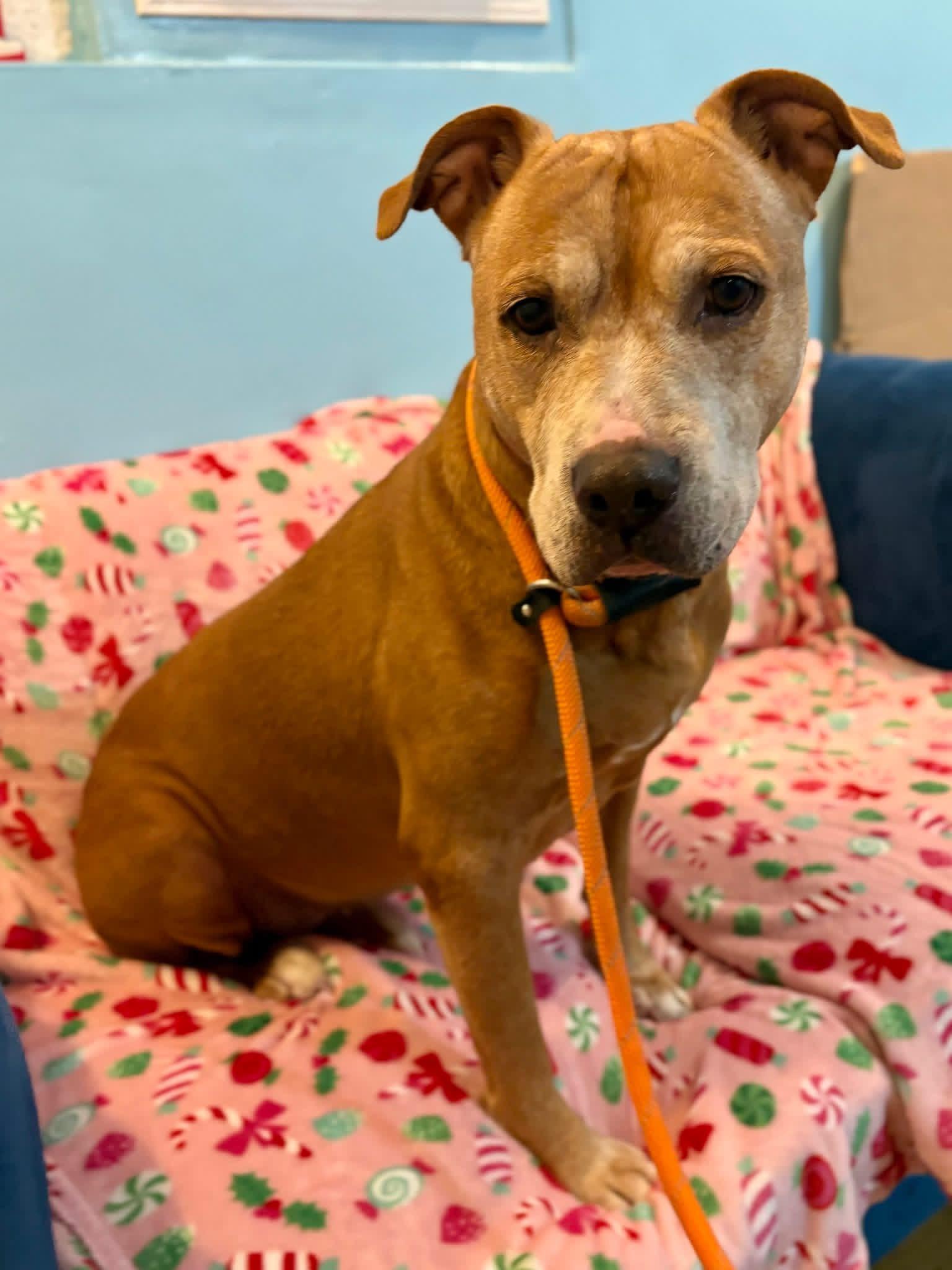 Cali, ADOPTABLE, Senior Female Terrier.