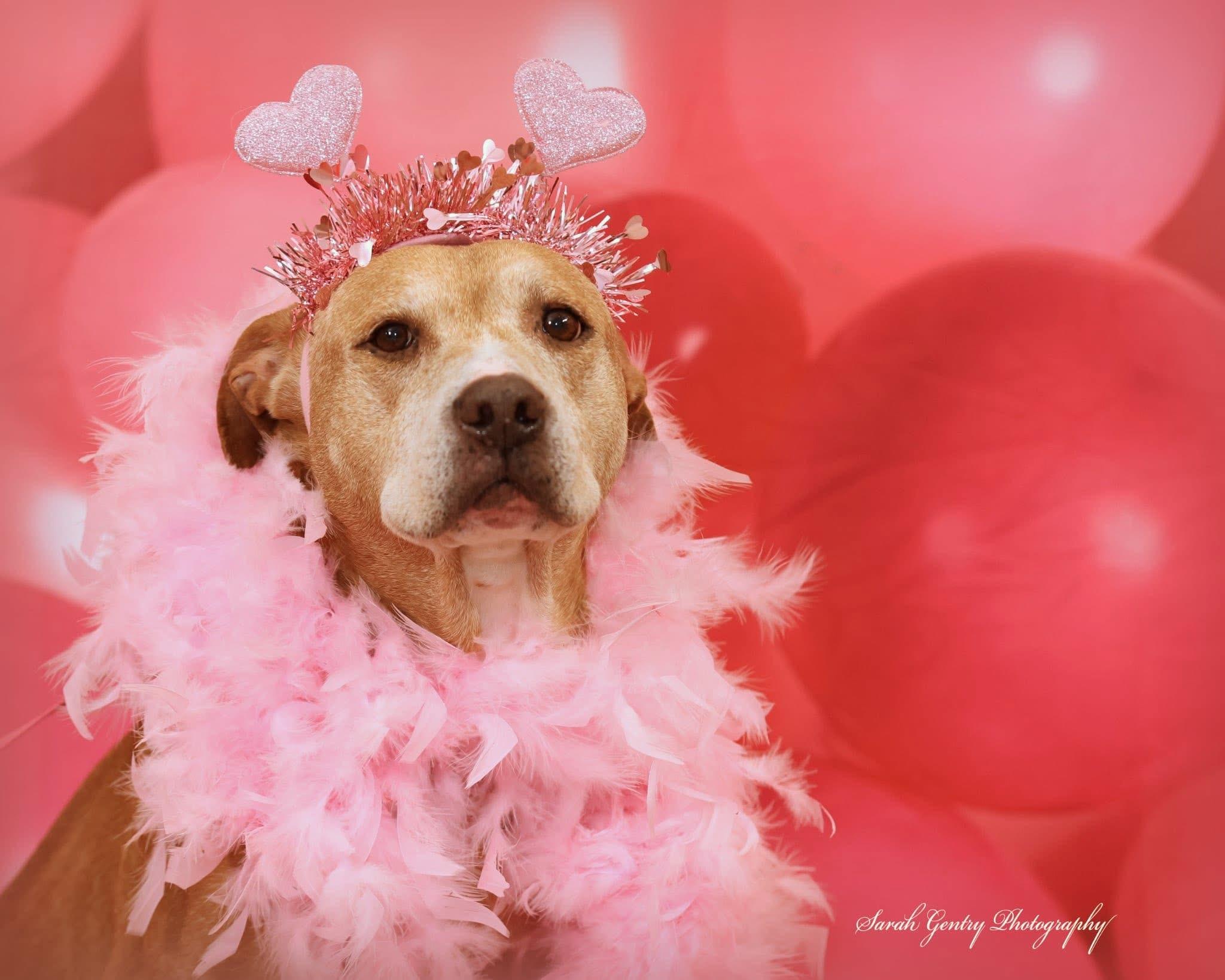 Enlarge Cali, a ADOPTABLE mixed breed in Ashland, OH image 1/3