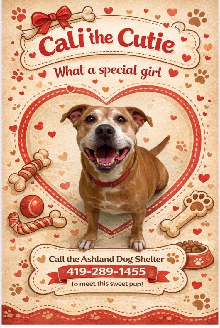 Enlarge Cali, a ADOPTABLE mixed breed in Ashland, OH image 3/3
