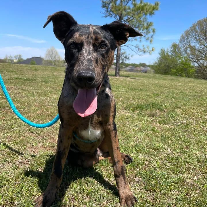 Enlarge Oliver, a Adoptable Catahoula Leopard Dog in Springdale, AR image 1/6