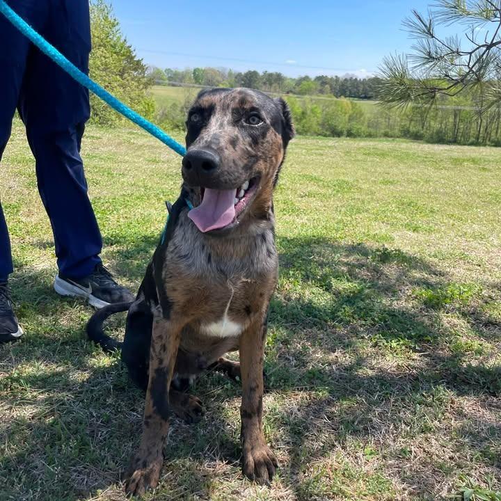 Enlarge Oliver, a Adoptable Catahoula Leopard Dog in Springdale, AR image 2/6