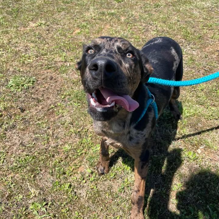 Enlarge Oliver, a Adoptable Catahoula Leopard Dog in Springdale, AR image 3/6