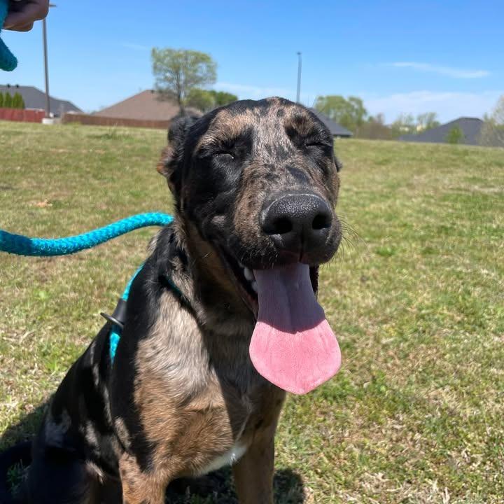 Enlarge Oliver, a Adoptable Catahoula Leopard Dog in Springdale, AR image 4/6