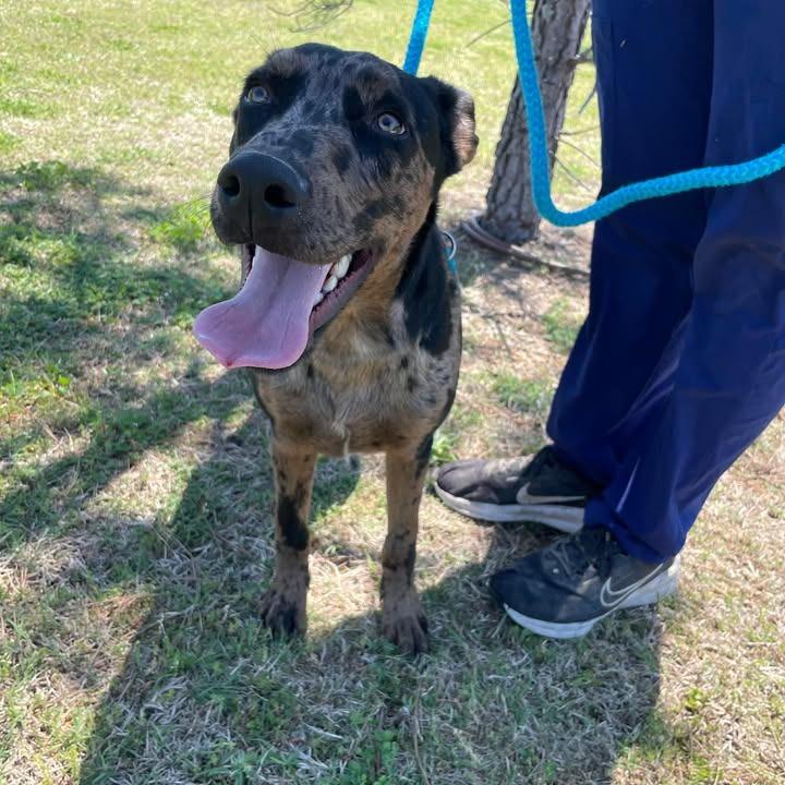 Enlarge Oliver, a Adoptable Catahoula Leopard Dog in Springdale, AR image 5/6