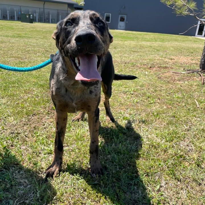 Enlarge Oliver, a Adoptable Catahoula Leopard Dog in Springdale, AR image 6/6
