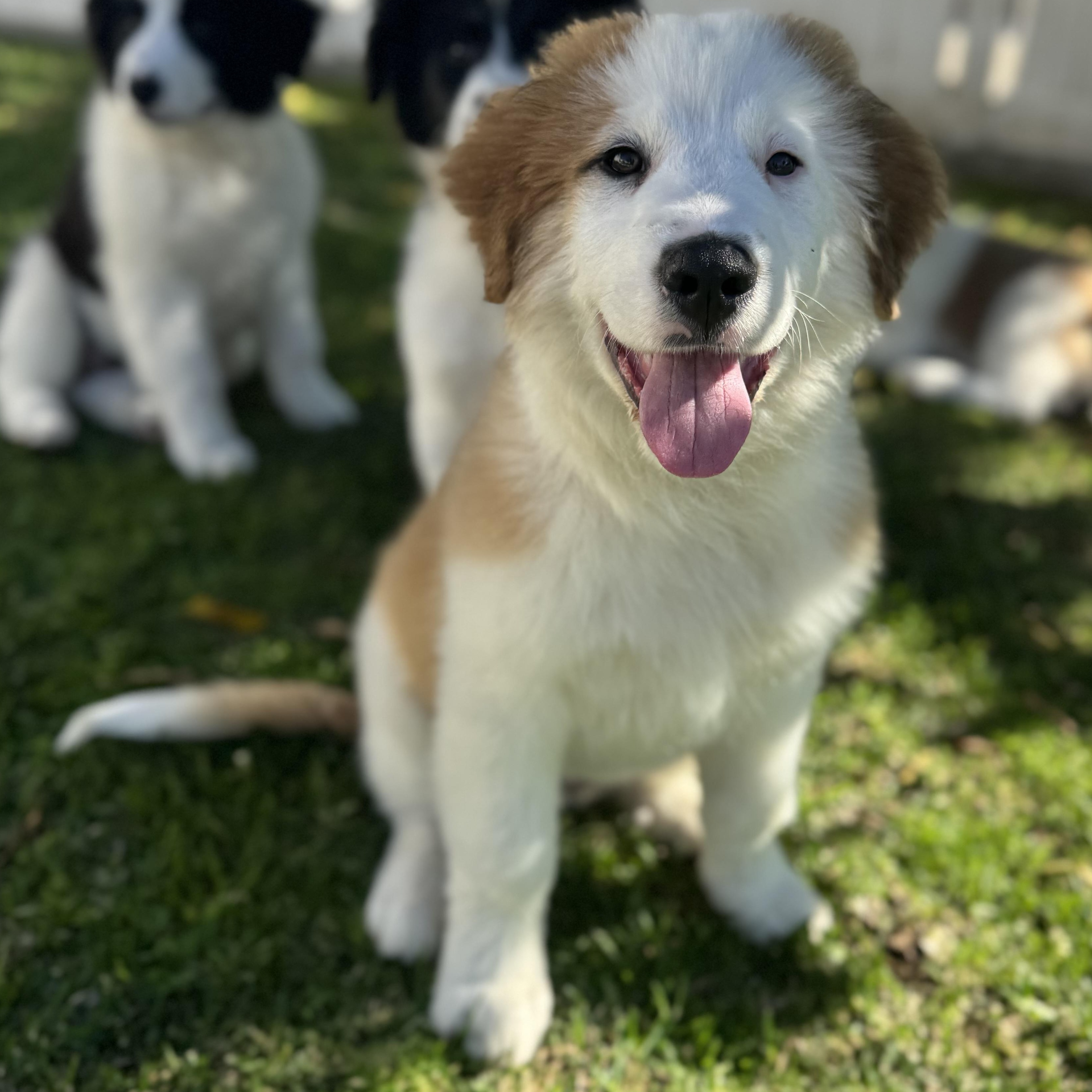 Enlarge Finnegan, a ADOPTABLE mixed breed in Torrance, CA image 1/6