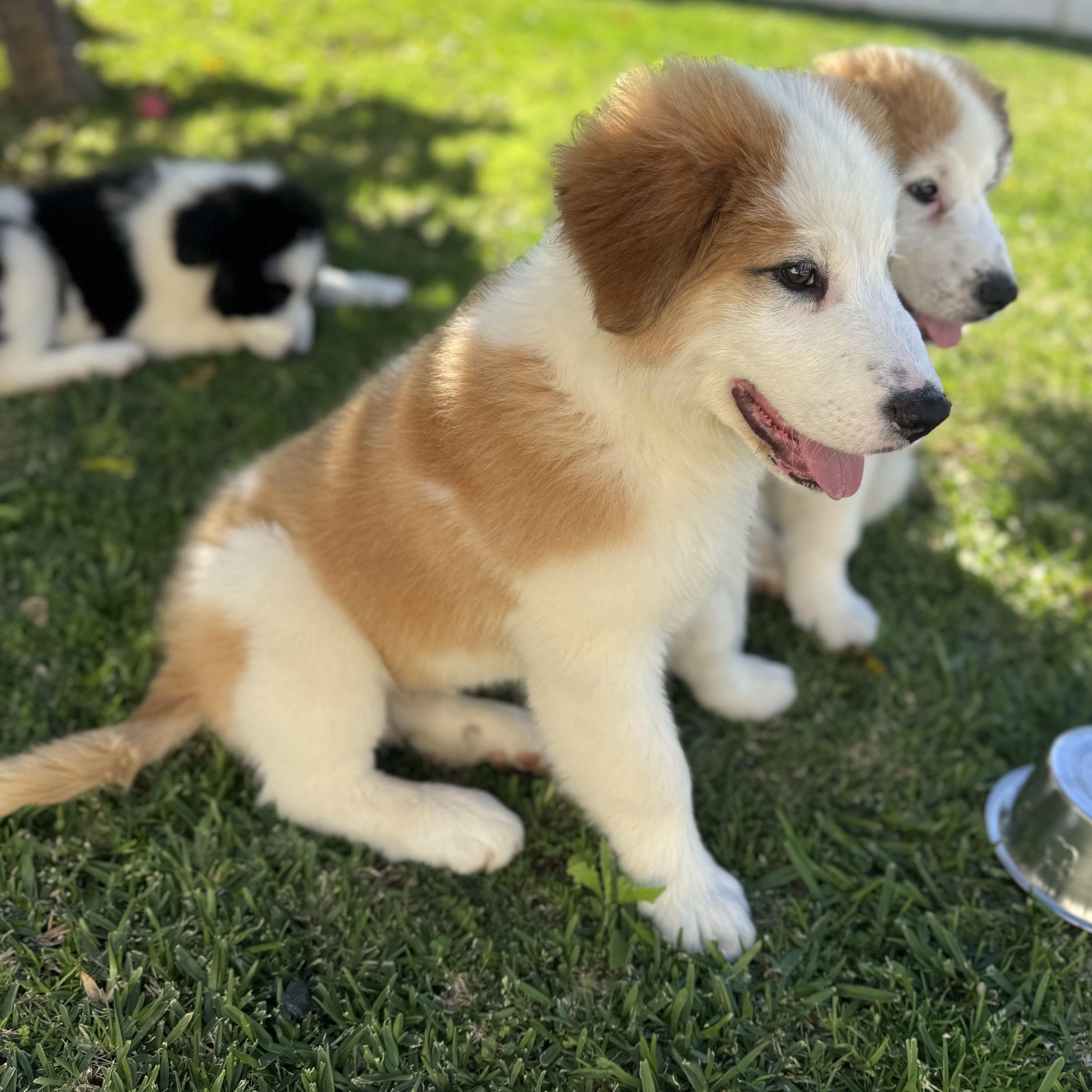 Enlarge Finnegan, a ADOPTABLE mixed breed in Torrance, CA image 5/6