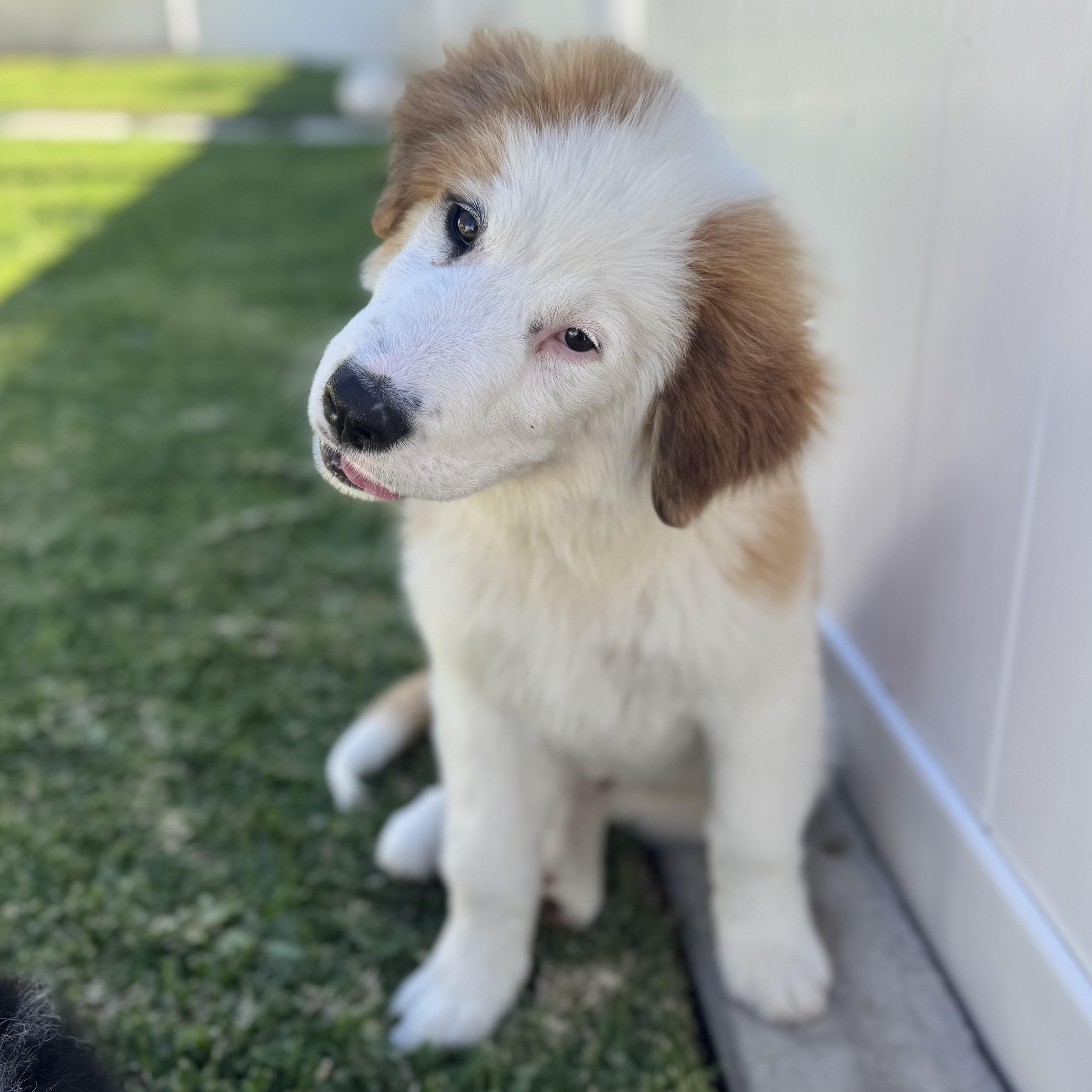 Enlarge Finnegan, a ADOPTABLE mixed breed in Torrance, CA image 3/6