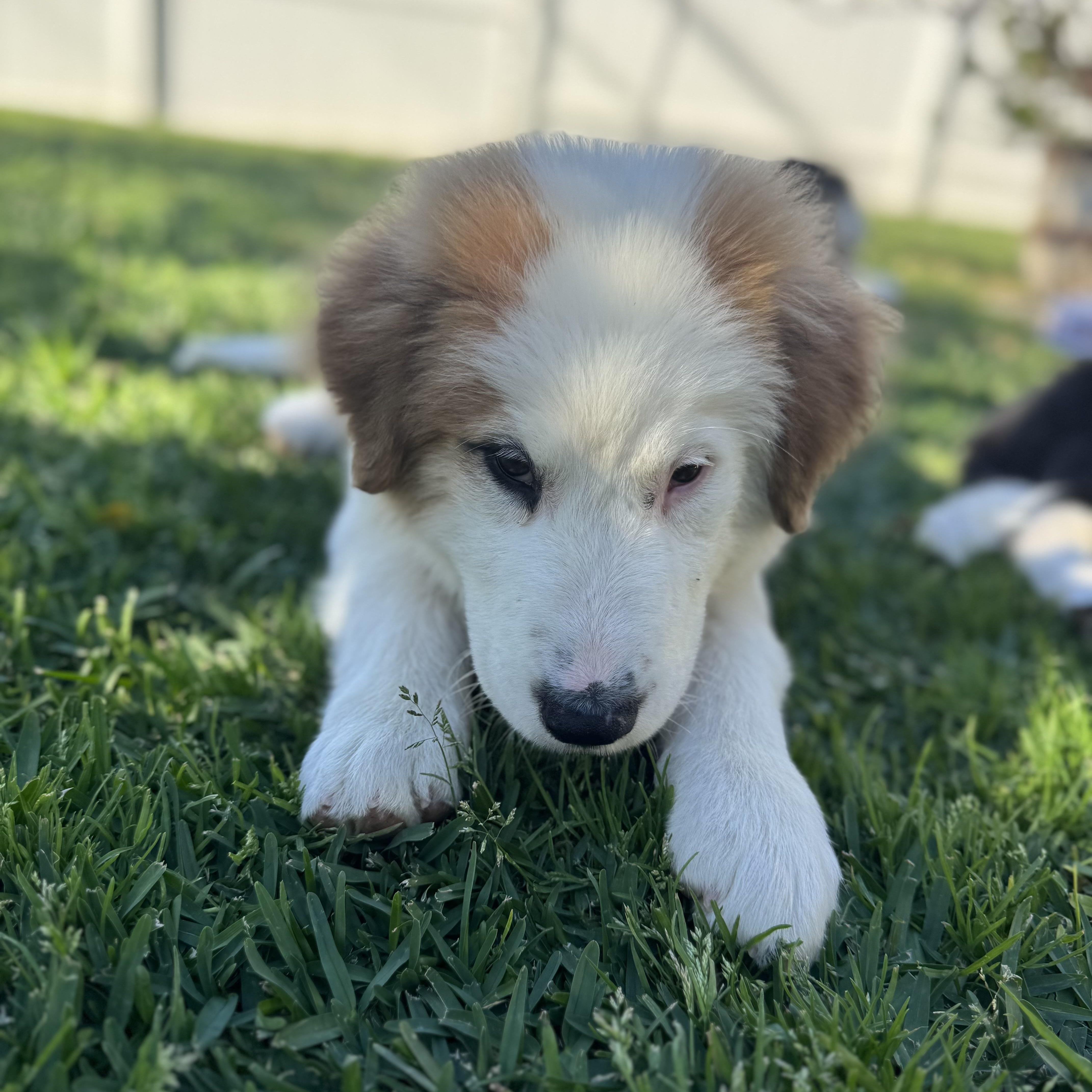 Enlarge Finnegan, a ADOPTABLE mixed breed in Torrance, CA image 6/6