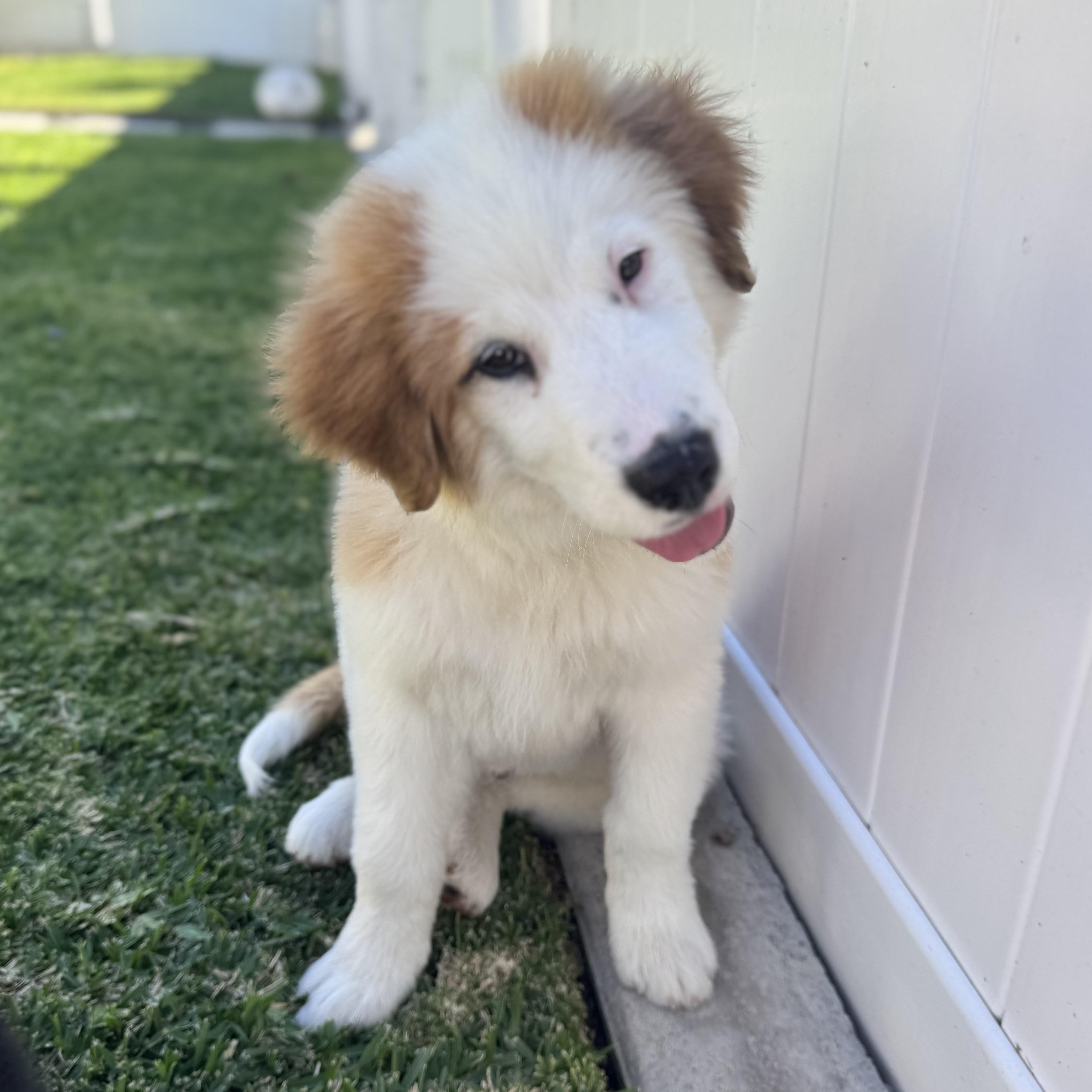 Enlarge Finnegan, a ADOPTABLE mixed breed in Torrance, CA image 4/6