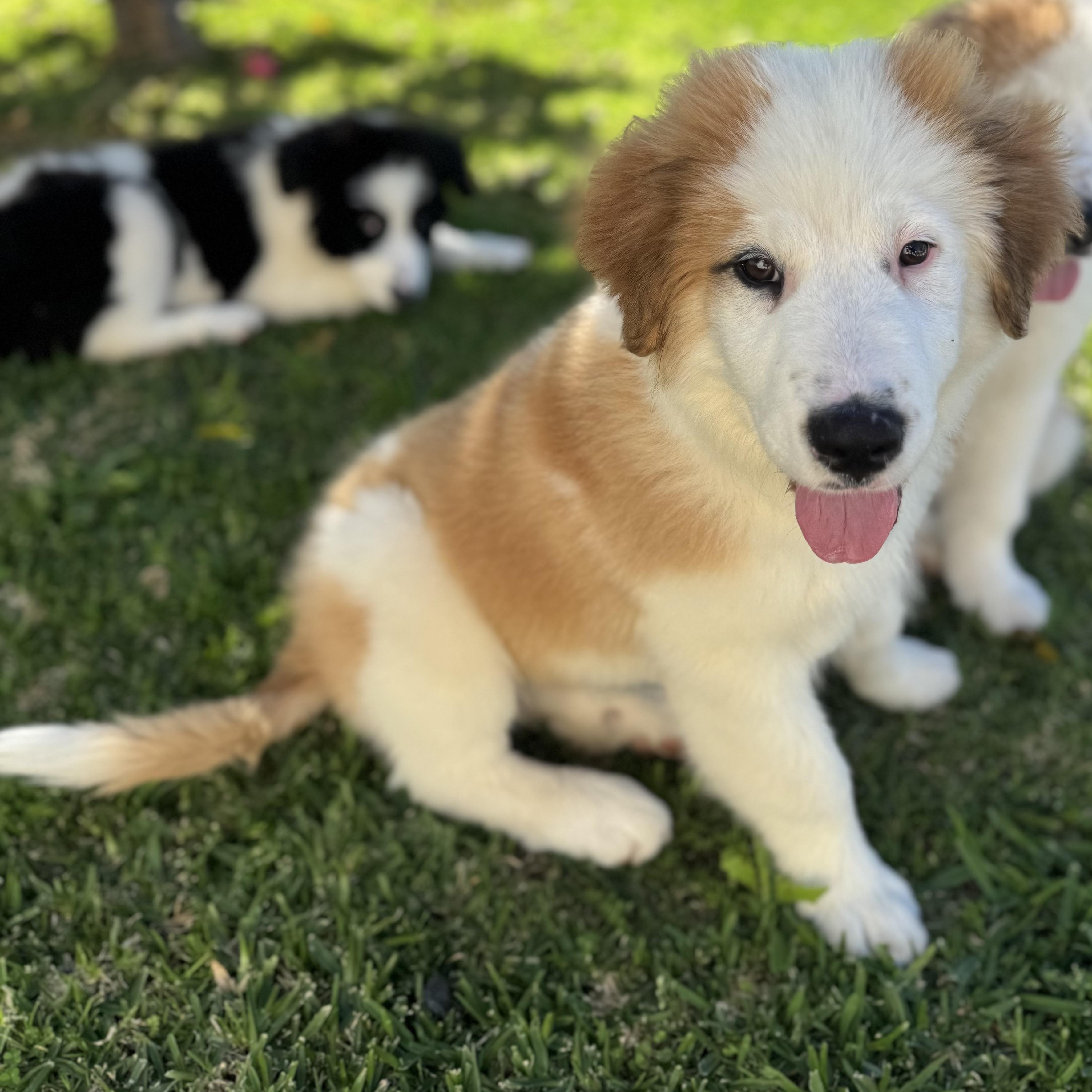 Enlarge Finnegan, a ADOPTABLE mixed breed in Torrance, CA image 2/6