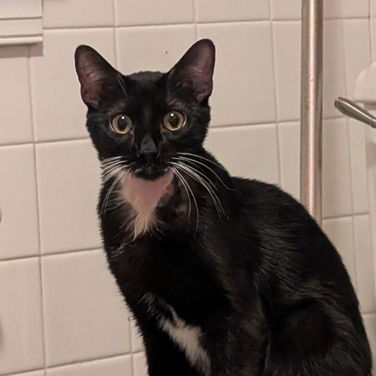 Gemma (Shoulder Cat, Gives Kisses!), Adoptable, Young Female American Shorthair.