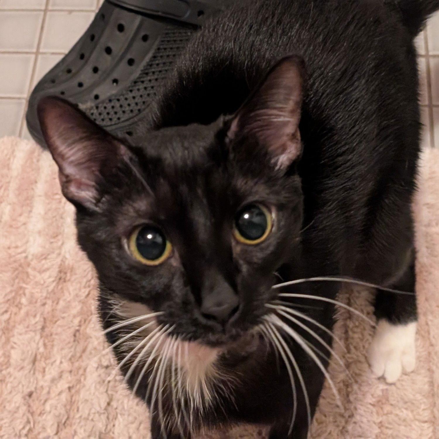 Enlarge Gemma (Shoulder Cat, Gives Kisses!), a Adoptable American Shorthair in Pikesville, MD image 2/3