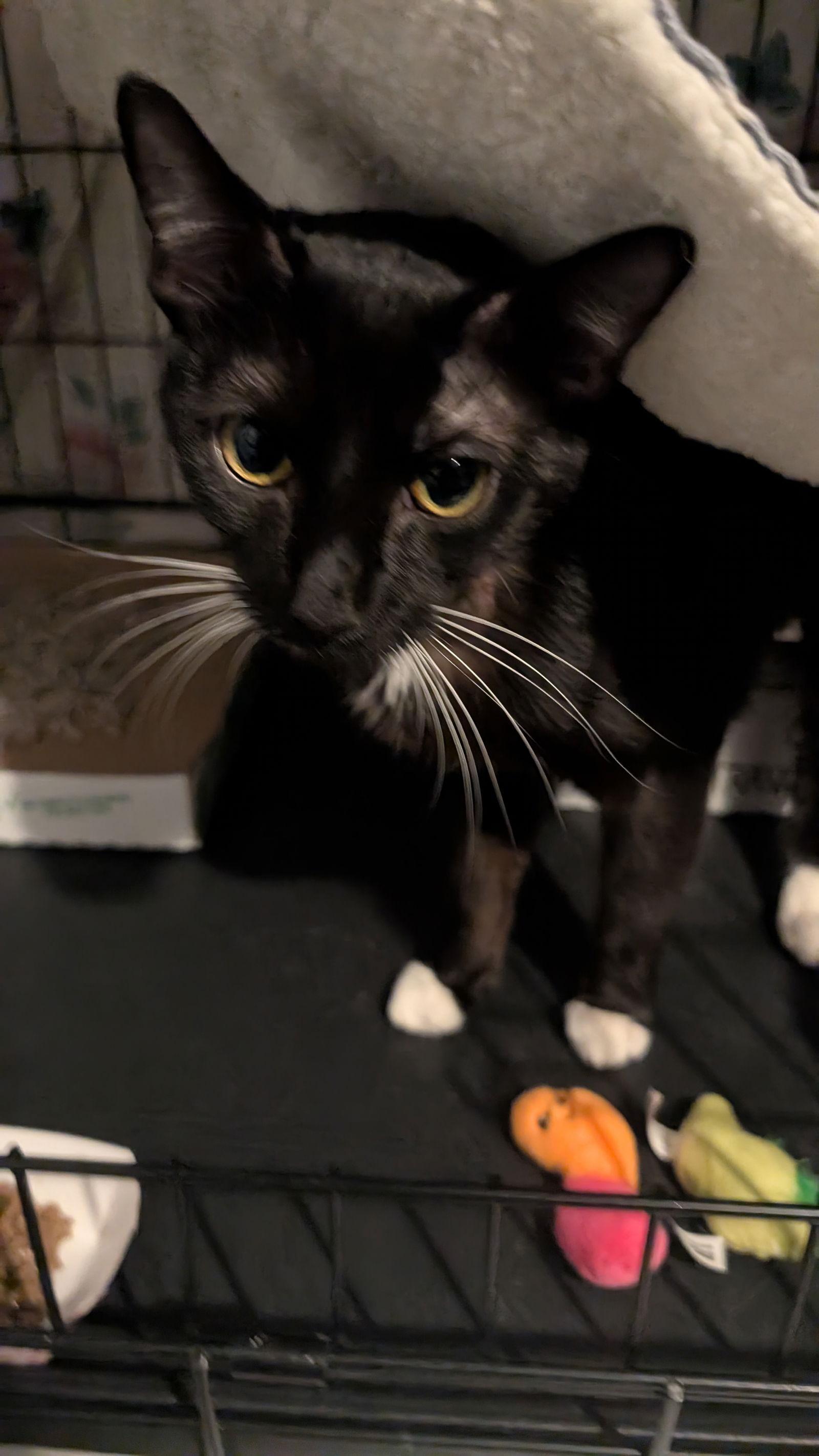 Gemma, Adoptable, Young Female American Shorthair.