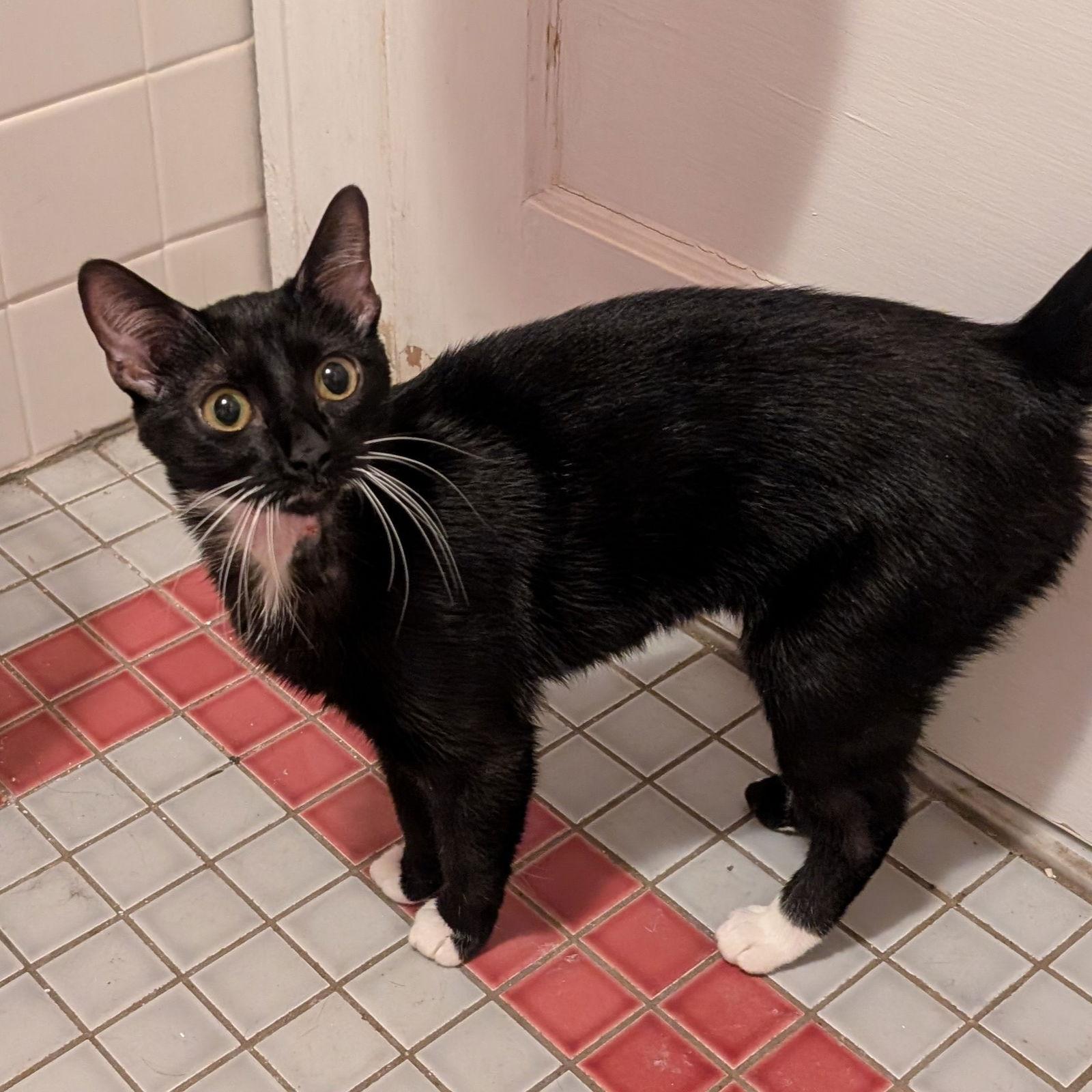 Enlarge Gemma (Shoulder Cat, Gives Kisses!), a Adoptable American Shorthair in Pikesville, MD image 3/3