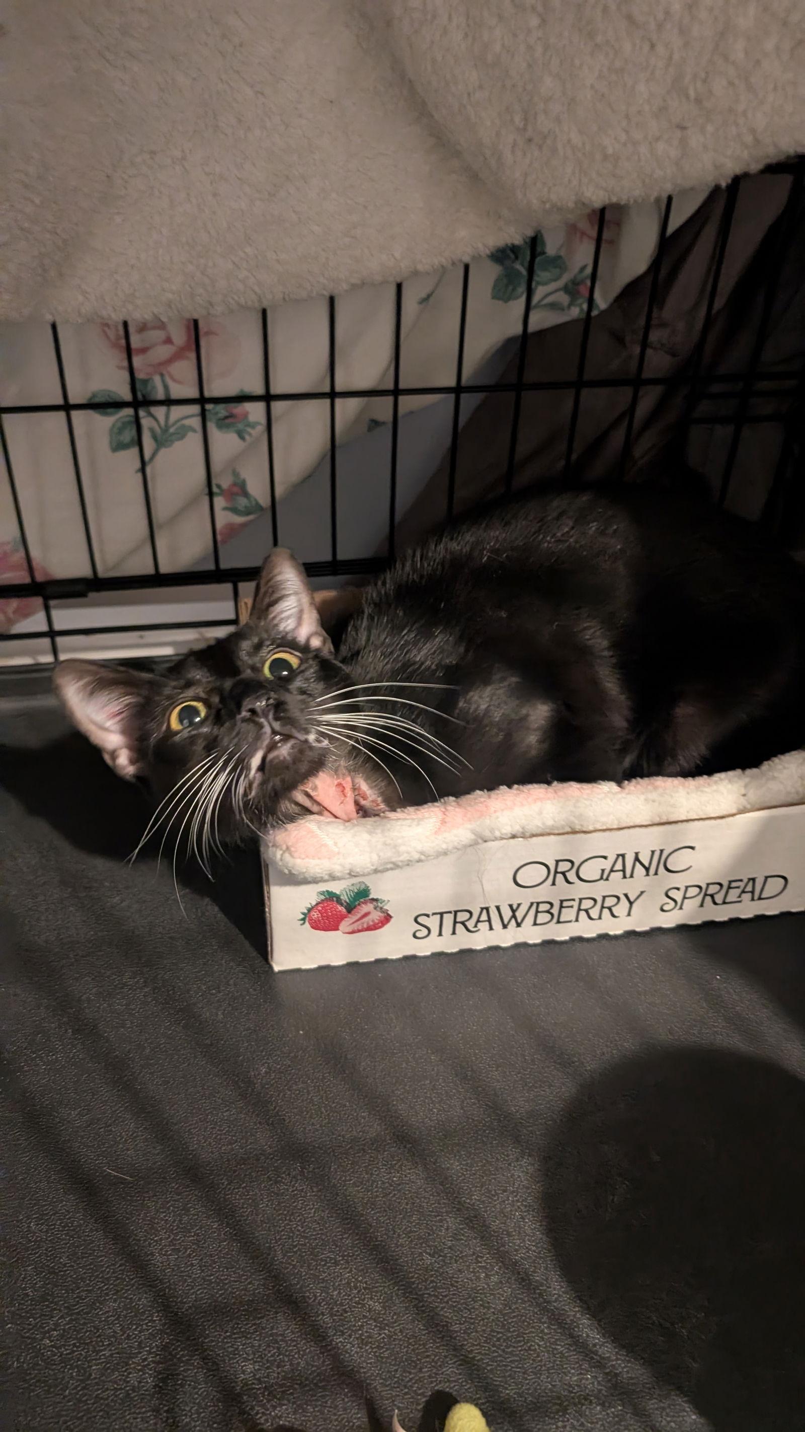 Enlarge Gemma, a Adoptable American Shorthair in Pikesville, MD image 2/3