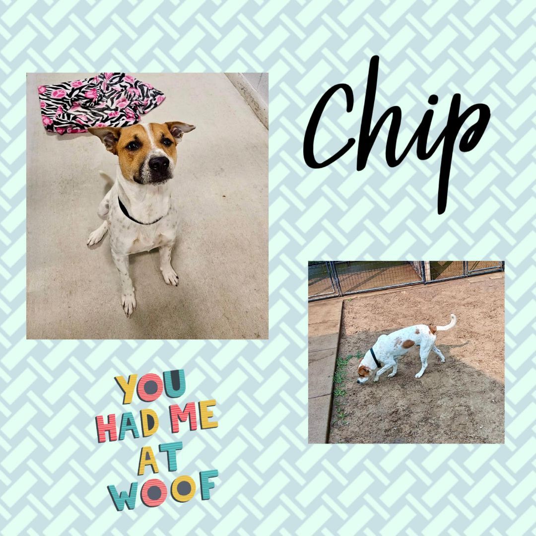 Chip, a Adoptable Mixed Breed in Monticello, IN image 3/3