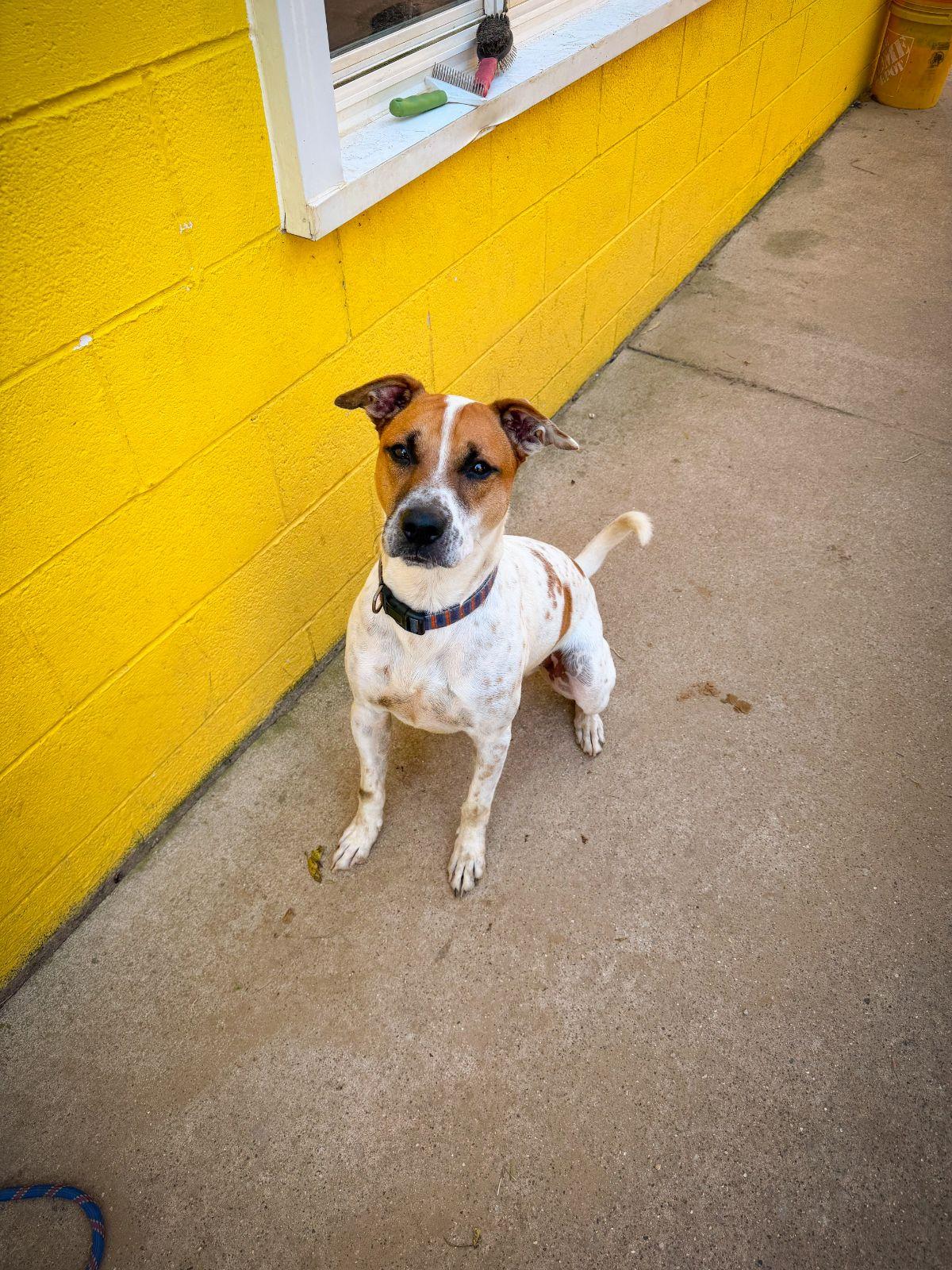 Chip, a Adoptable Mixed Breed in Monticello, IN image 1/3