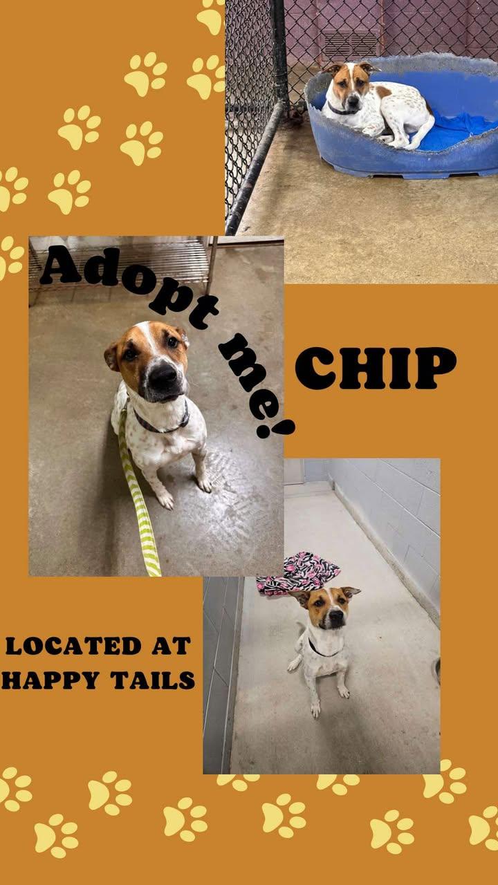 Chip, a Adoptable Mixed Breed in Monticello, IN image 2/3