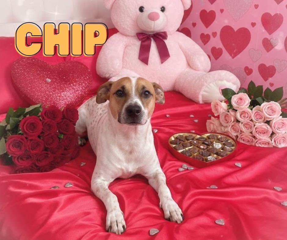 Chip, Adoptable, Young Male Mixed Breed.