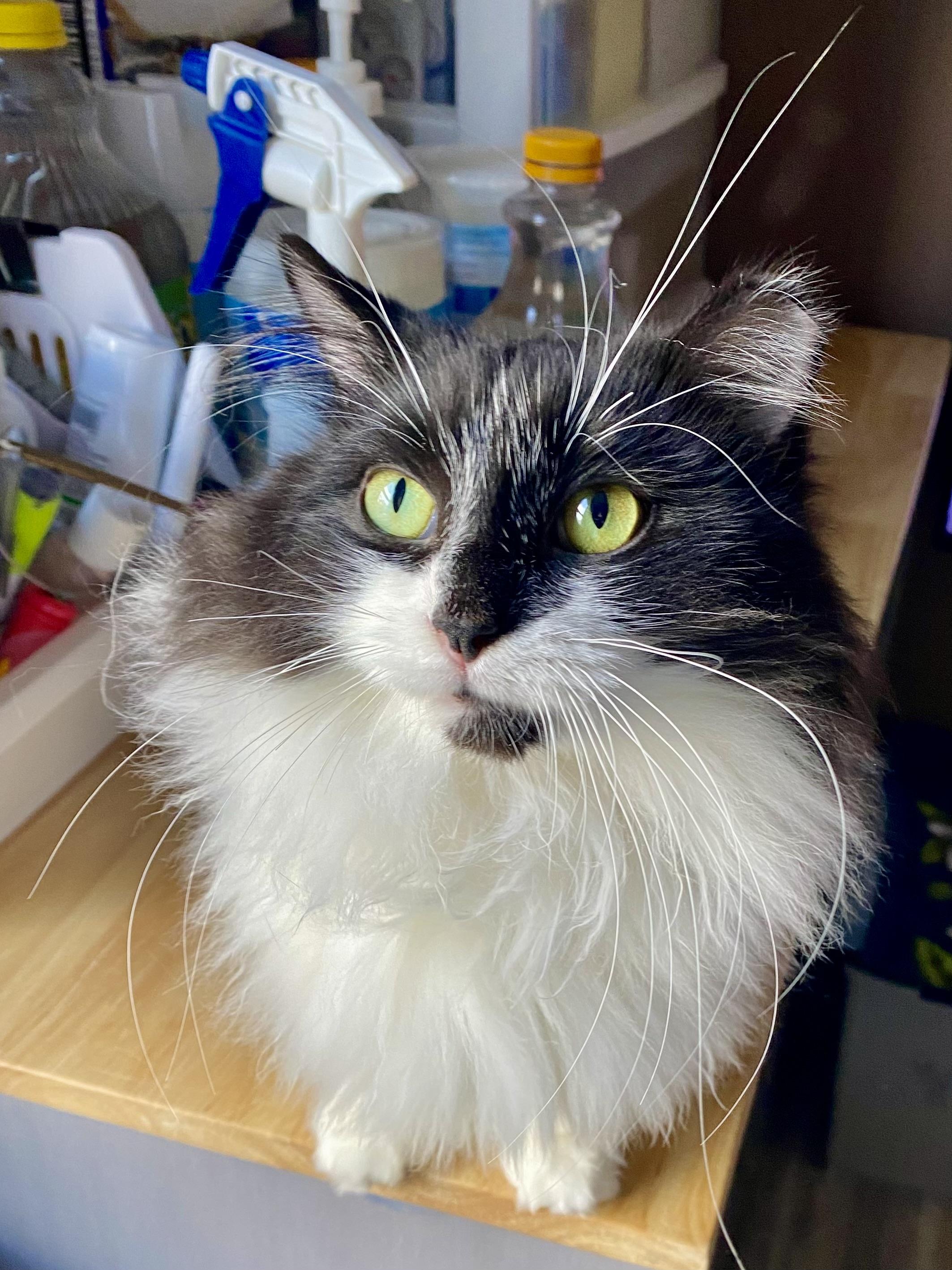 DEVON, Adoptable, Adult Male Domestic Long Hair.