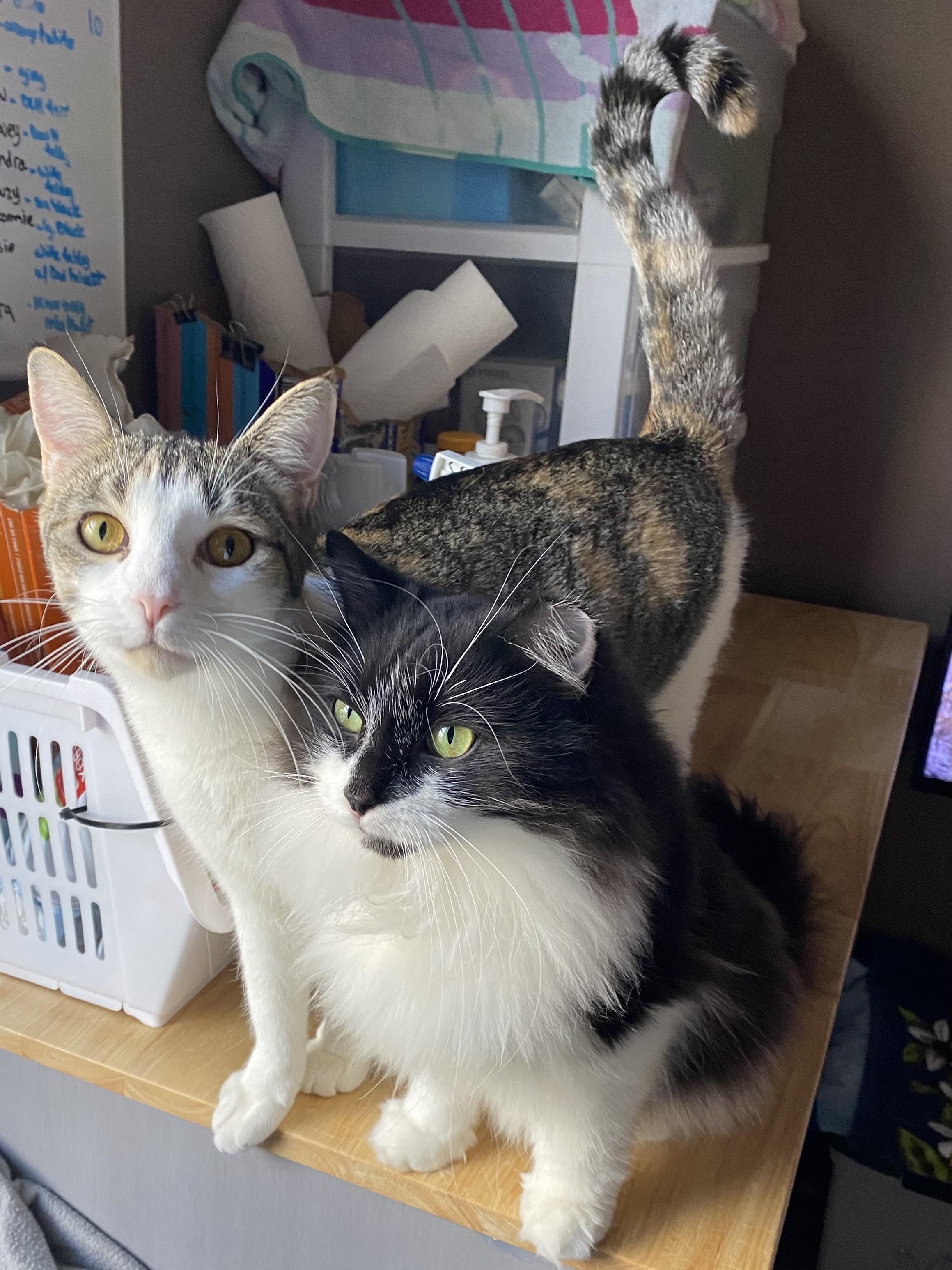 DEVON, a Adoptable Domestic Long Hair in Pittsburgh, PA image 2/4