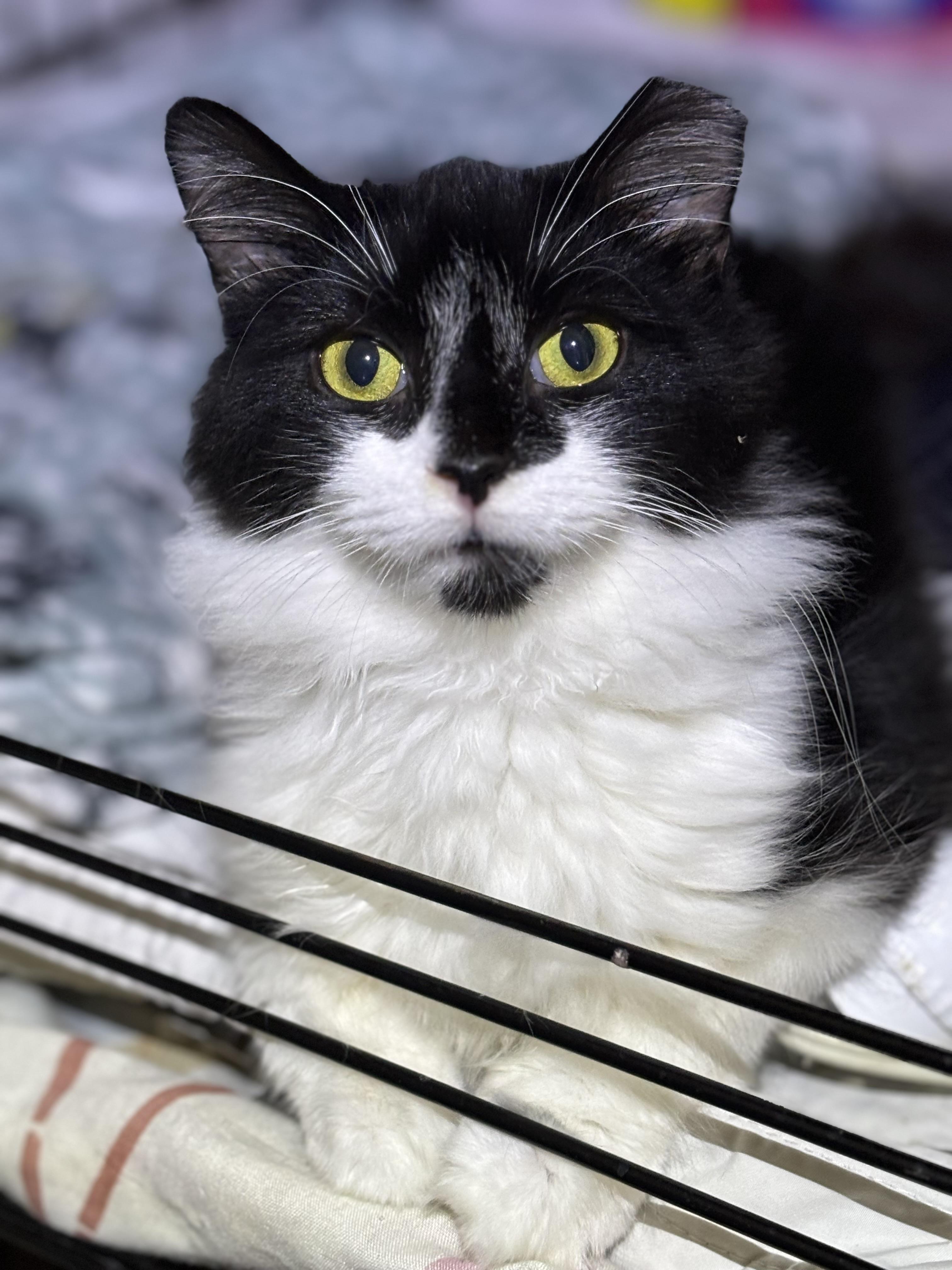 DEVON, Adoptable, Adult Male Domestic Long Hair.
