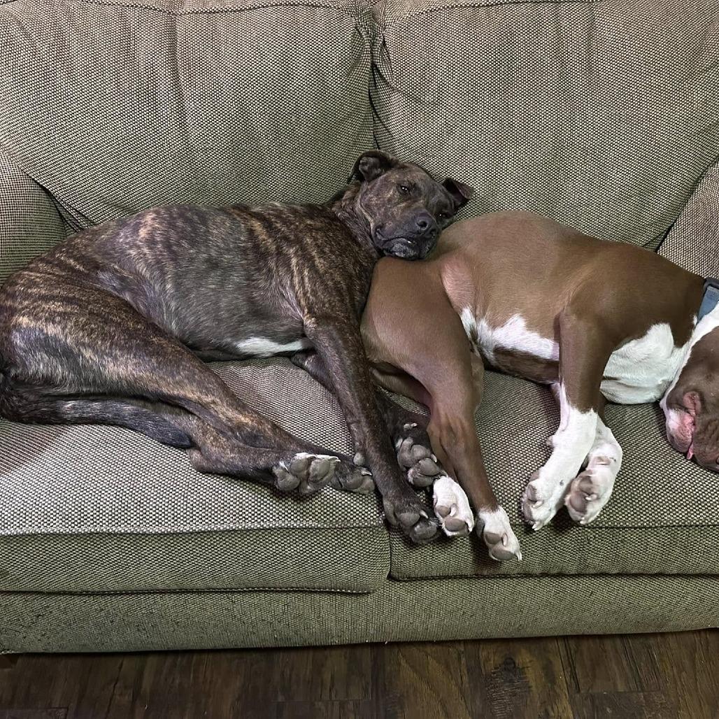 Santos, Adoptable, Adult Male Boxer & Plott Hound.