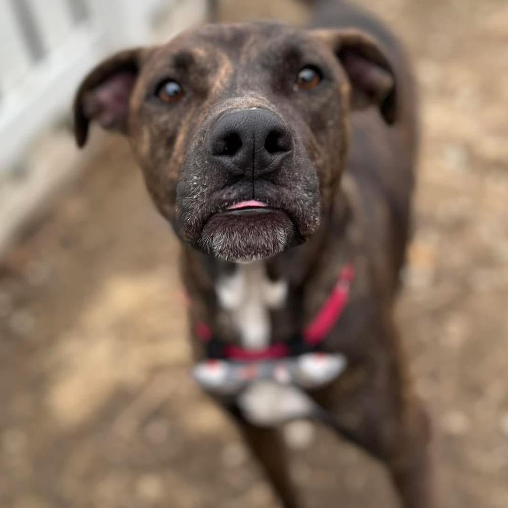 Santos, a Adoptable mixed breed in Spring Hill, KS image 2/6