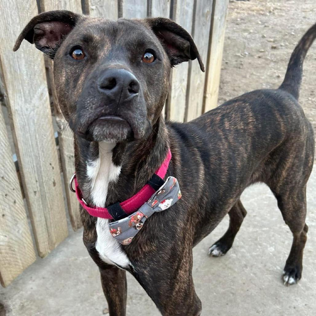 Santos, a Adoptable mixed breed in Spring Hill, KS image 3/6