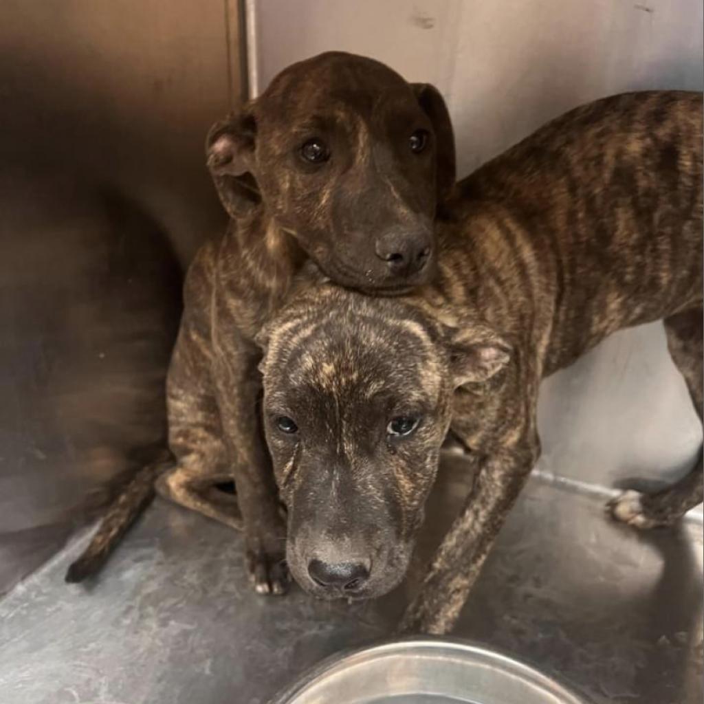 Santos, a Adoptable mixed breed in Spring Hill, KS image 4/6