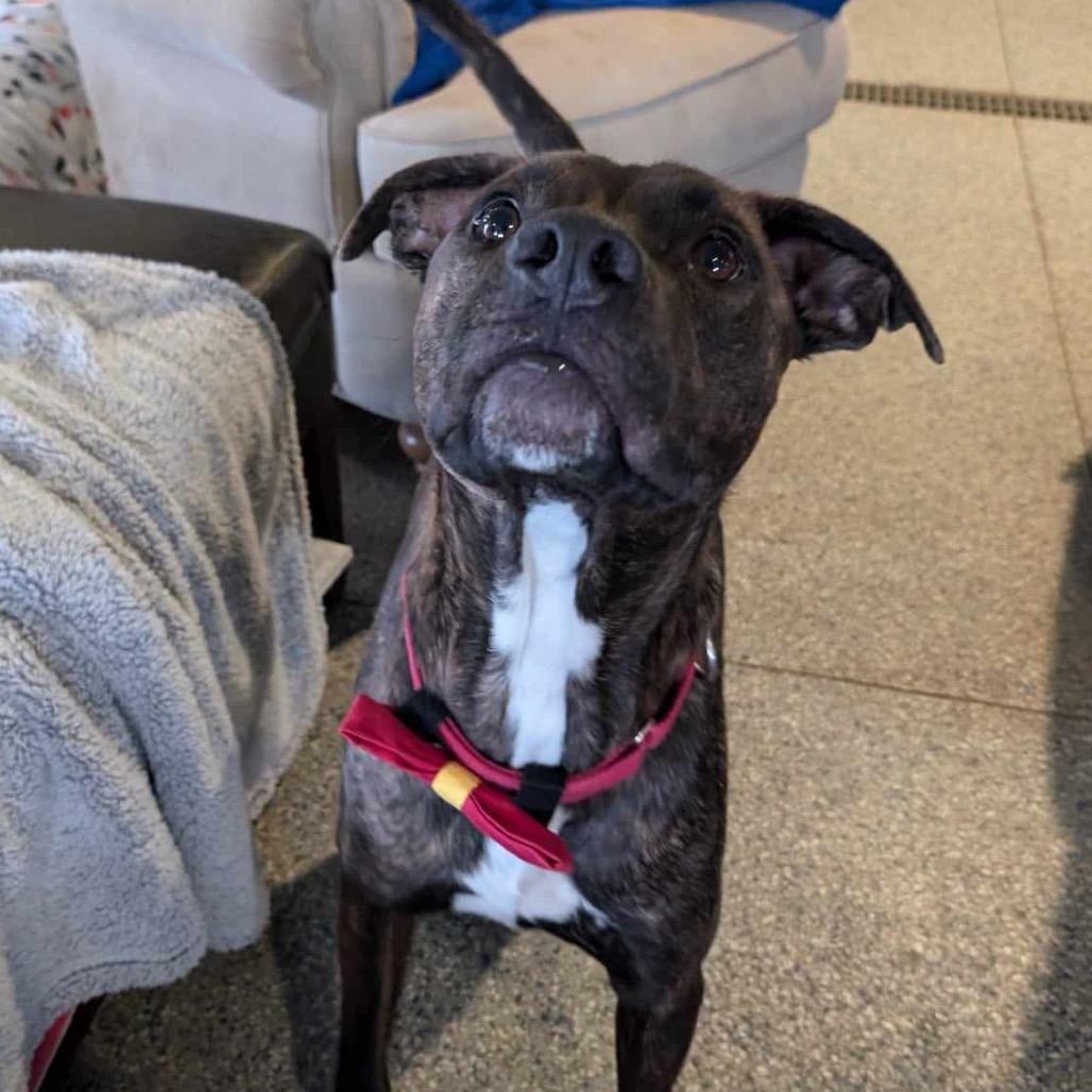 Santos, a Adoptable mixed breed in Spring Hill, KS image 5/6