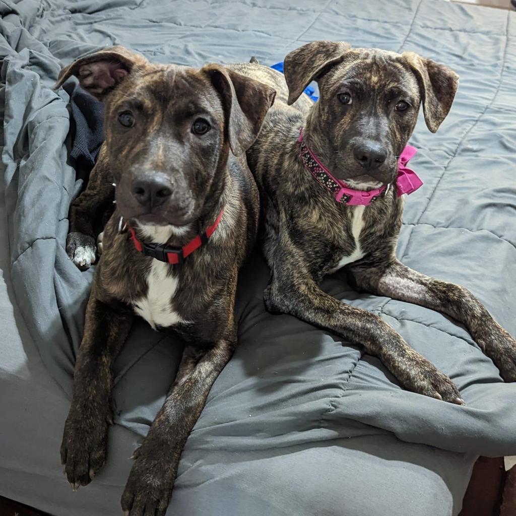 Santos, a Adoptable mixed breed in Spring Hill, KS image 6/6