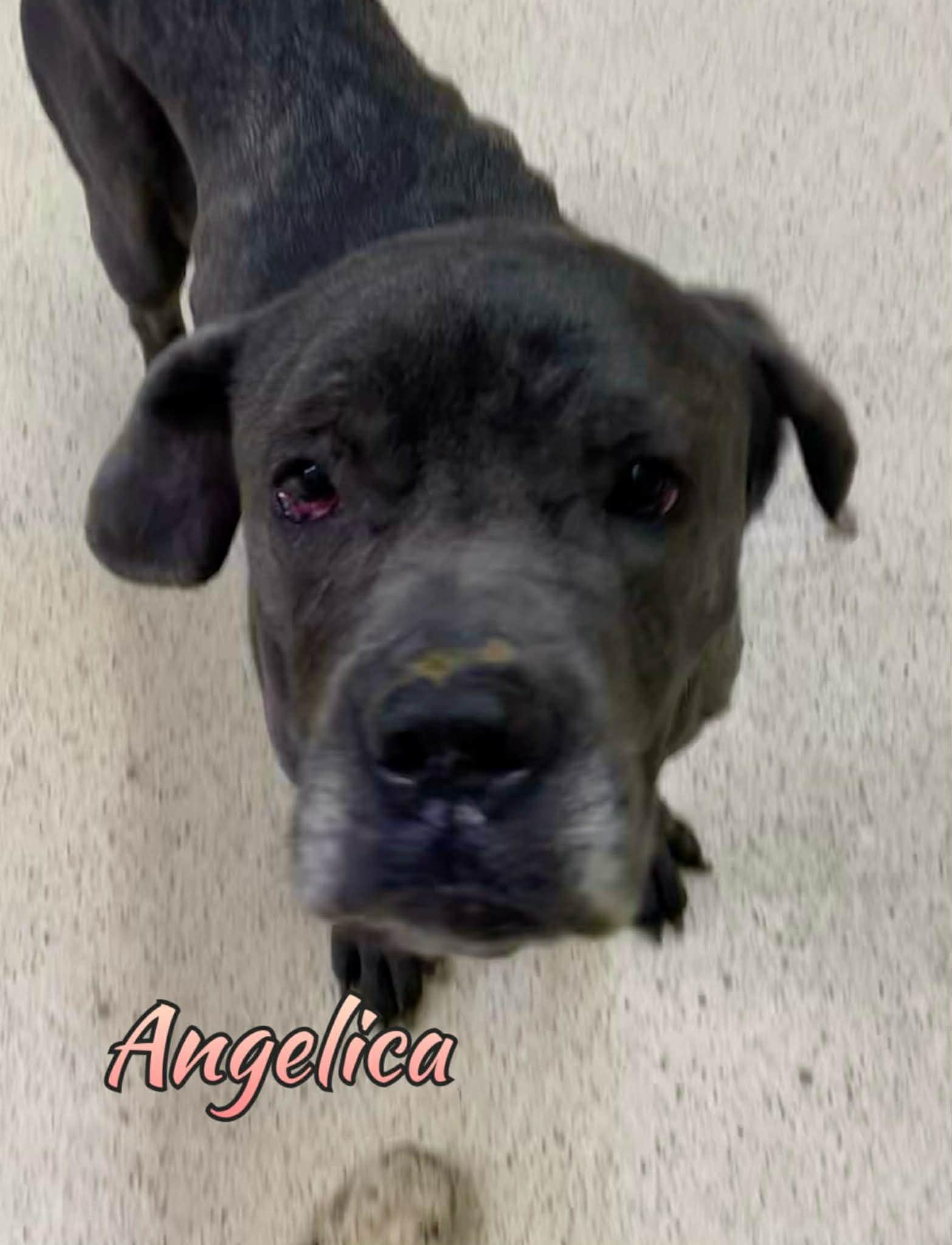 Angelica - ADOPTION FEE WAIVED!!