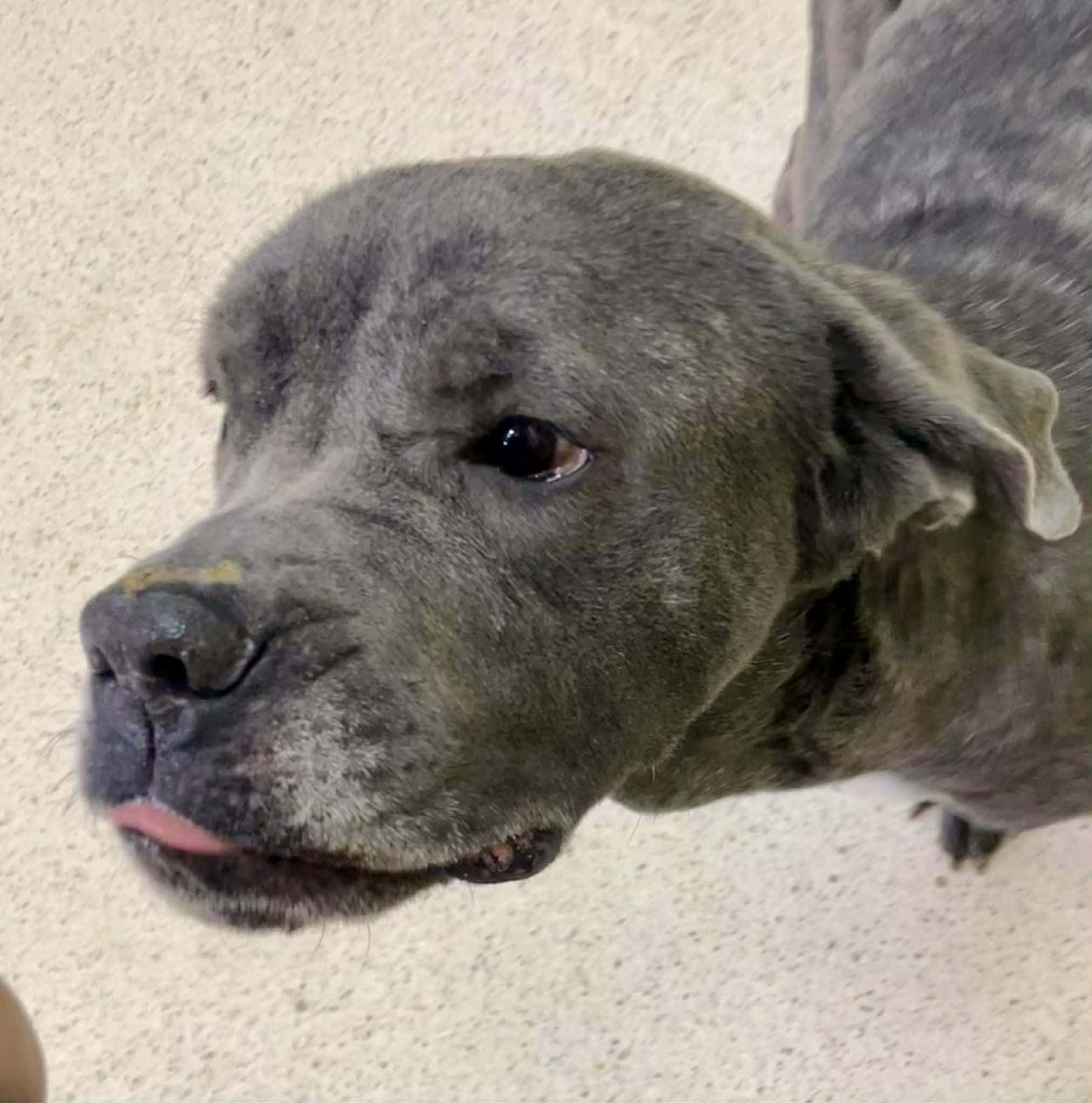 Angelica - ADOPTION FEE WAIVED!! — thumbnail 2