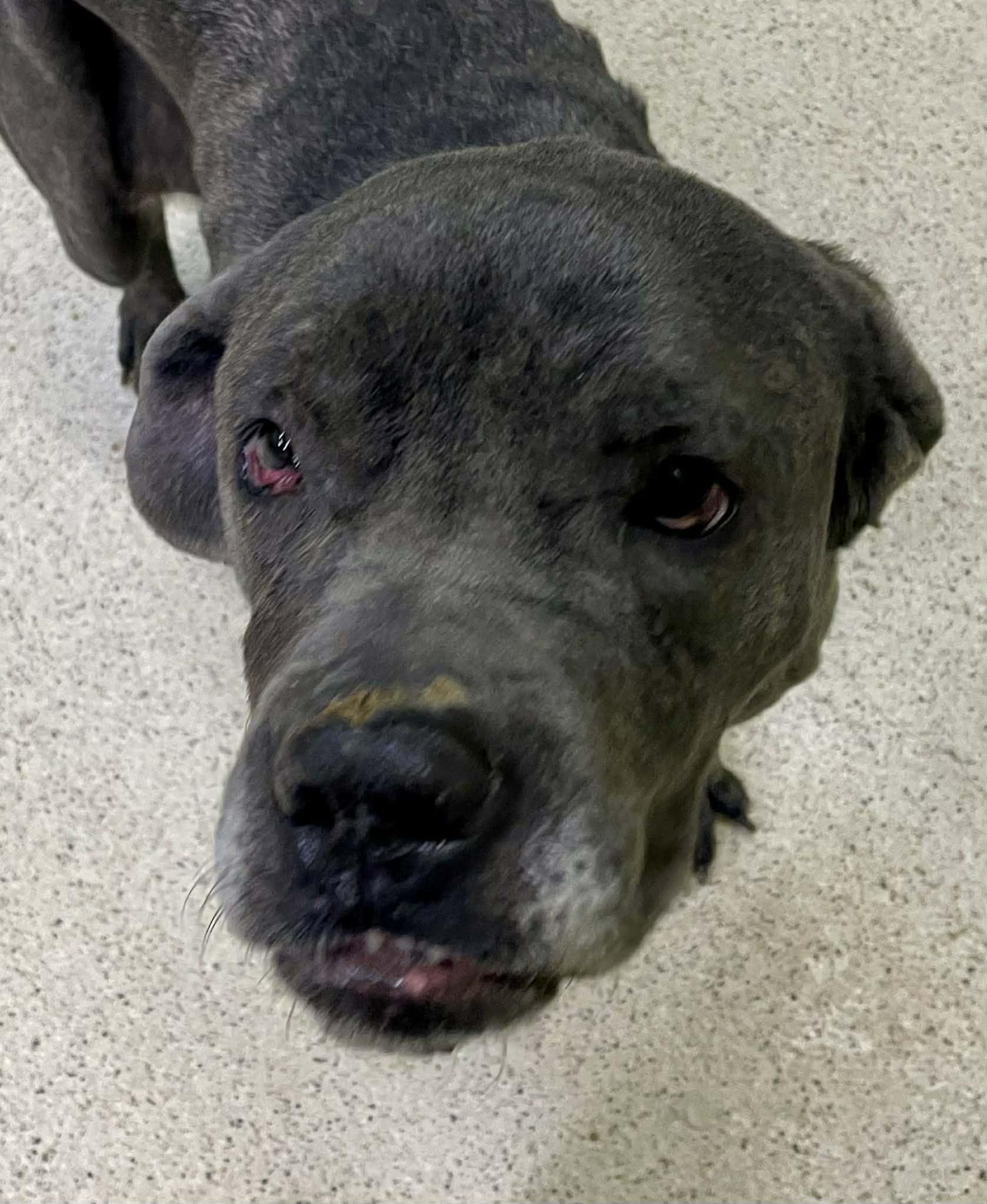 Angelica - ADOPTION FEE WAIVED!! — thumbnail 3