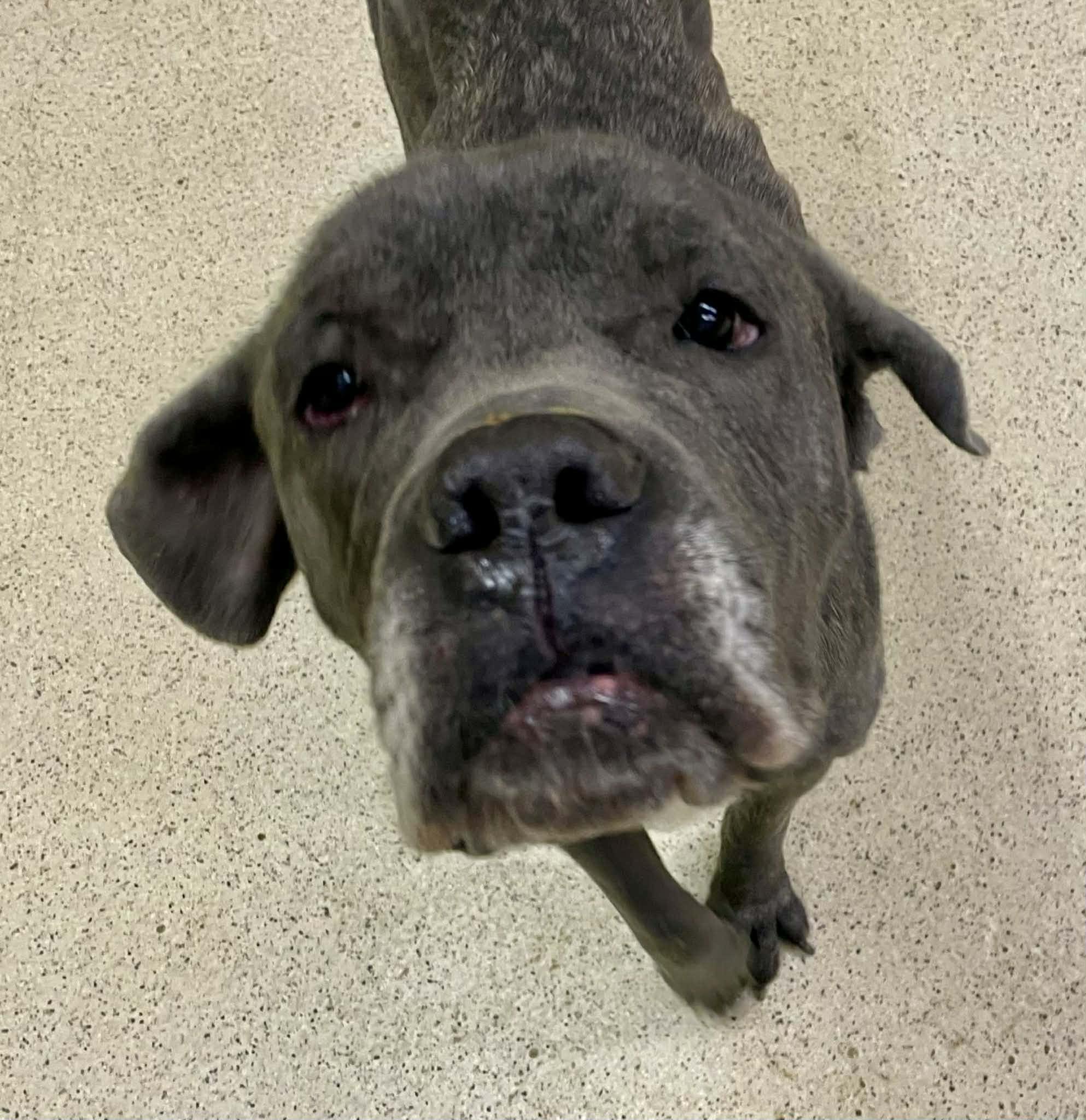 Angelica - ADOPTION FEE WAIVED!! — thumbnail 4