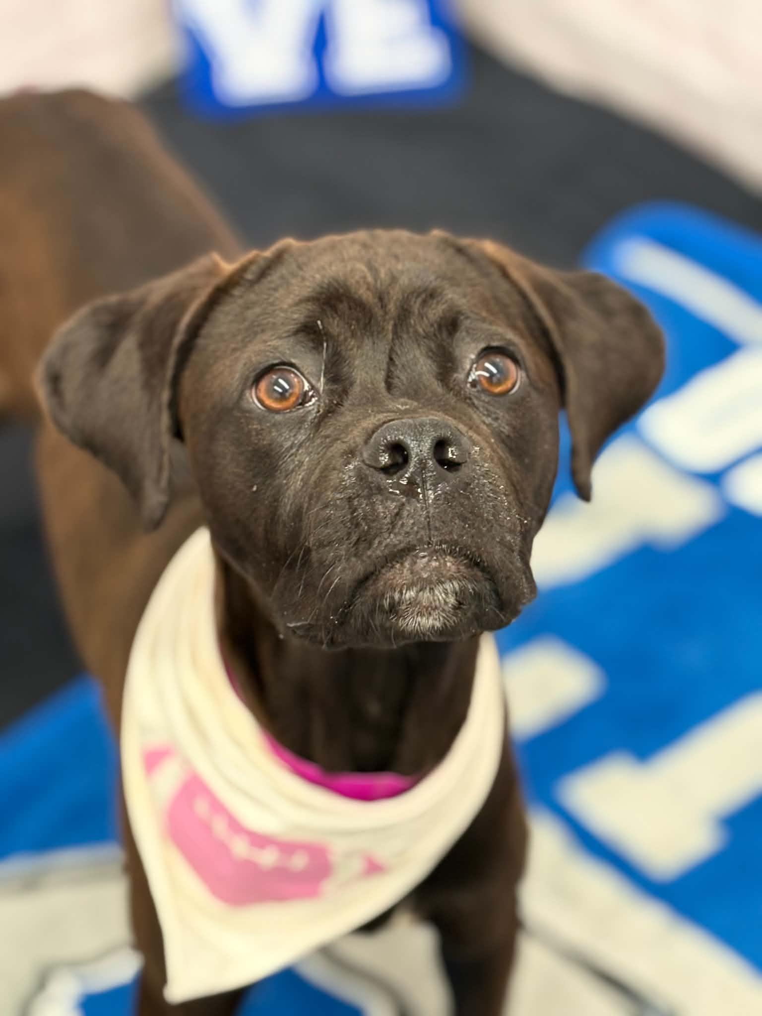Darcy, Adoptable, Puppy Female Boxer & Mixed Breed.