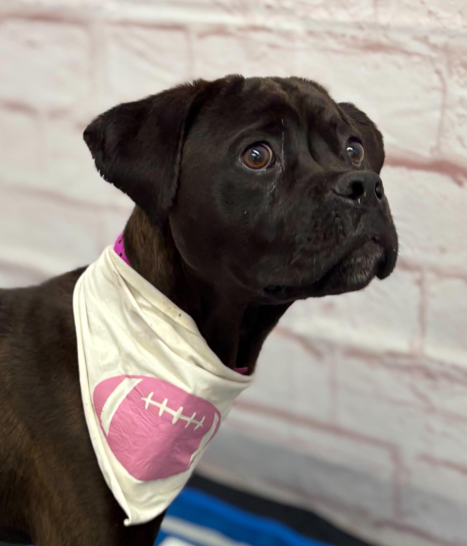 Enlarge Darcy, a Adoptable mixed breed in Oxford, MI image 3/6