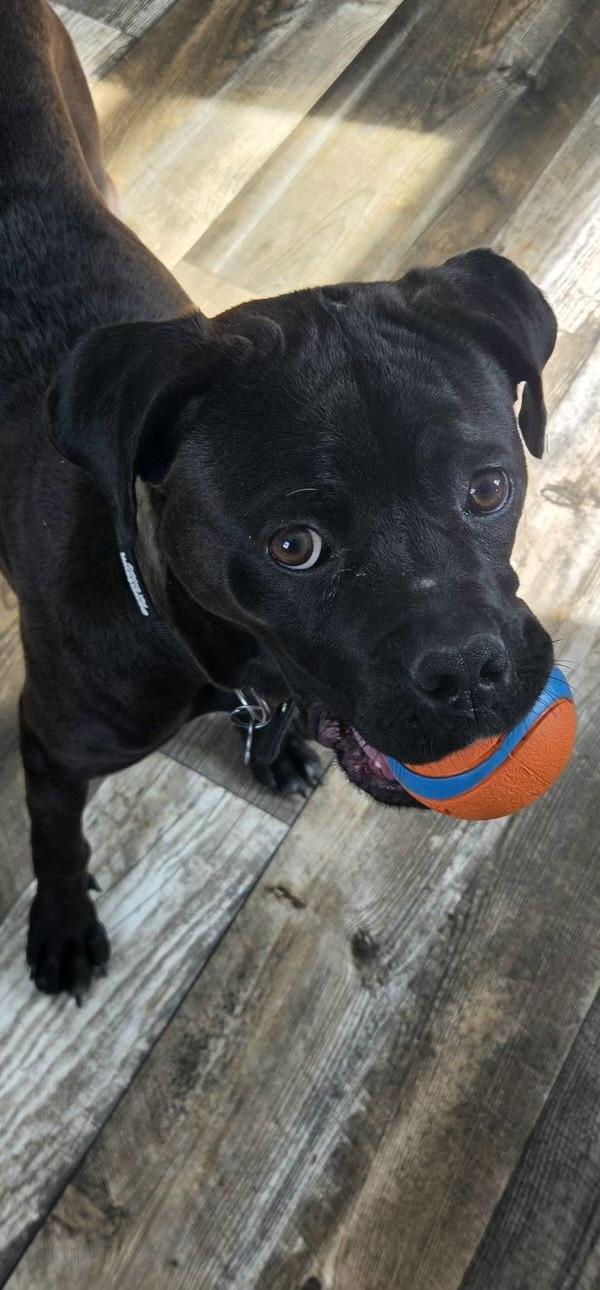 Enlarge Darcy, a Adoptable mixed breed in Oxford, MI image 5/6