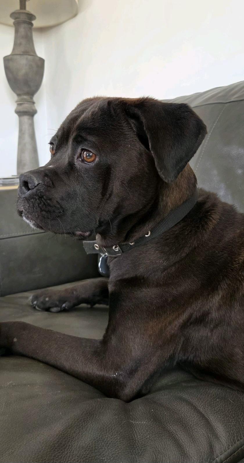 Enlarge Darcy, a Adoptable mixed breed in Oxford, MI image 6/6