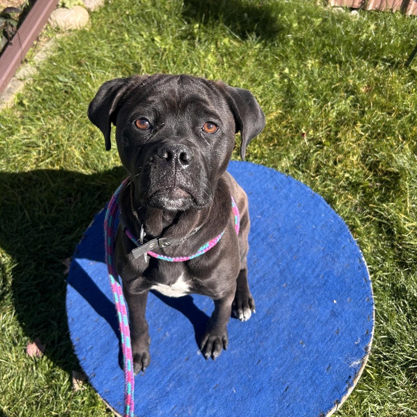 Darcy, Adoptable, Puppy Female Boxer & Mixed Breed.