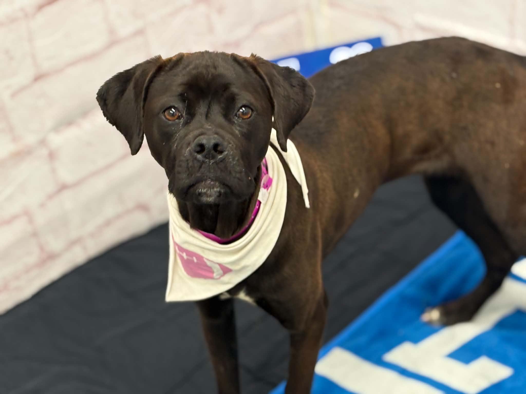 Enlarge Darcy, a Adoptable mixed breed in Oxford, MI image 2/6