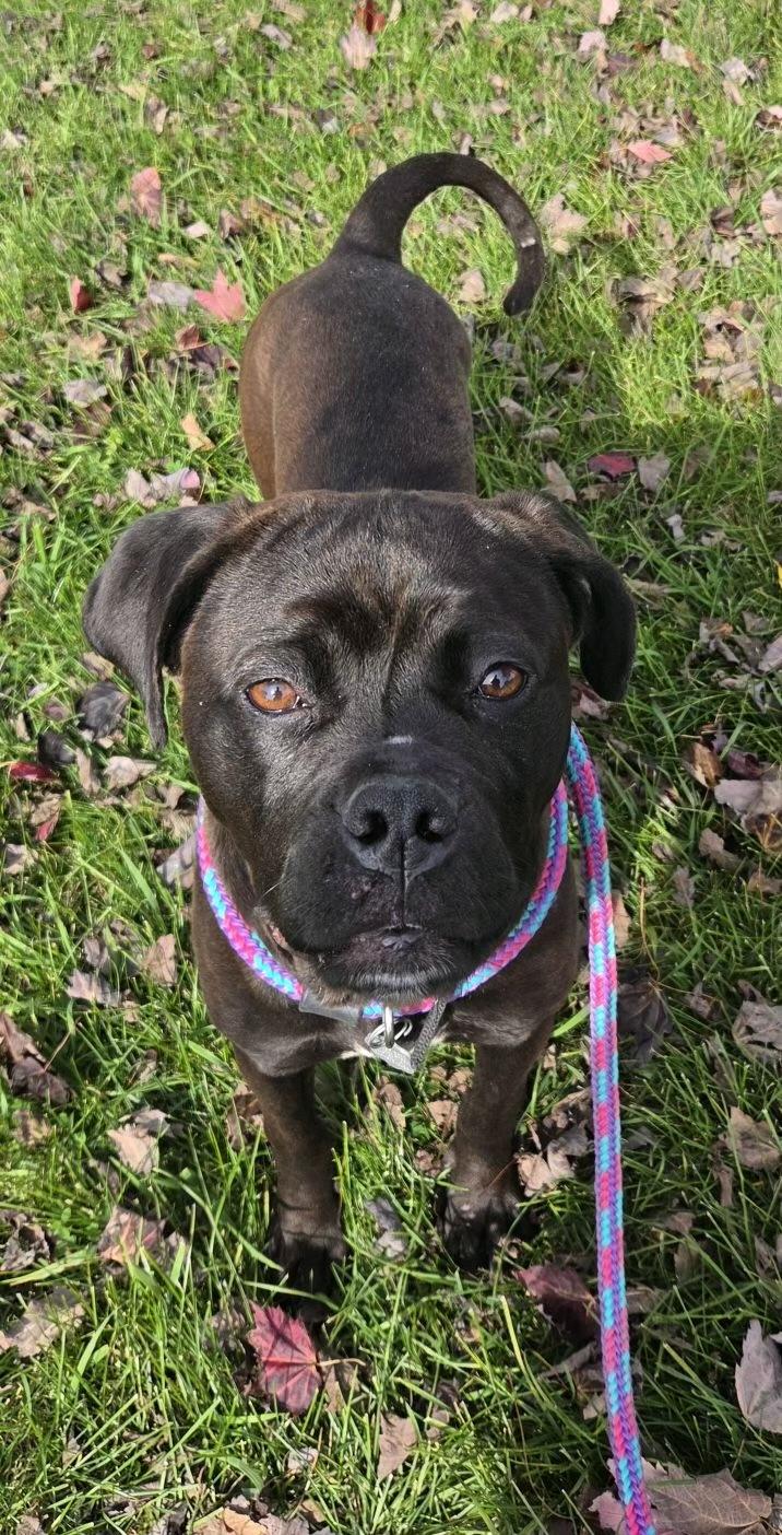 Enlarge Darcy, a Adoptable mixed breed in Oxford, MI image 4/6