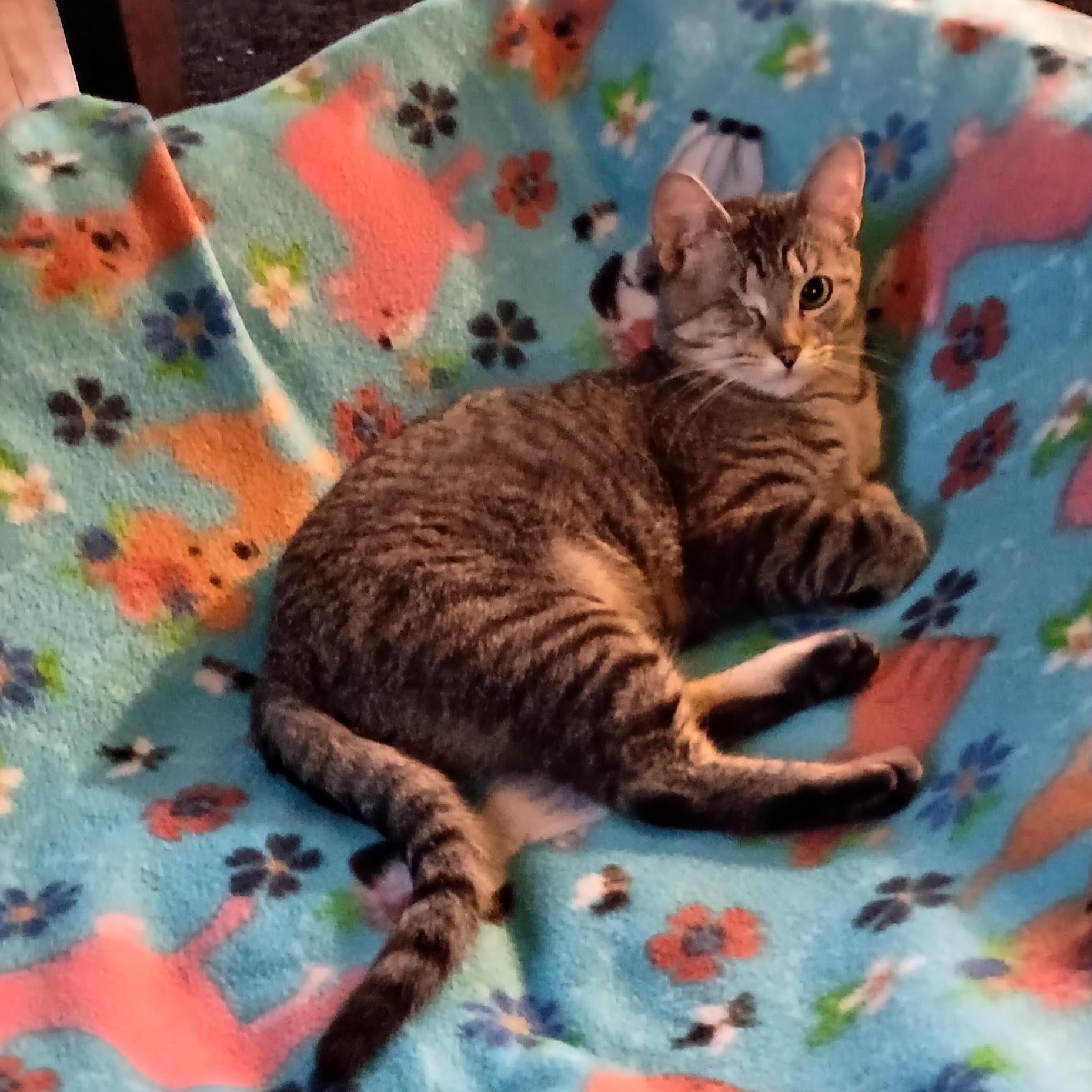 Patti